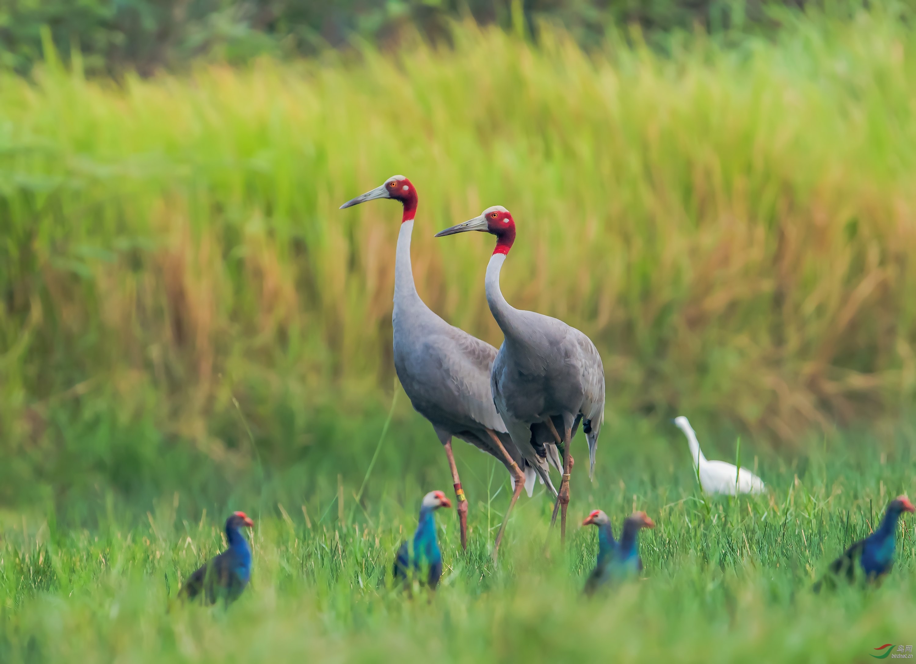 赤颈鹤一对获首页精华图片