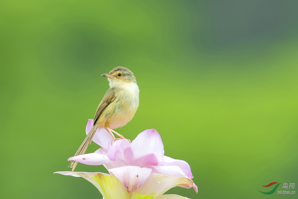 我是一只小小鸟