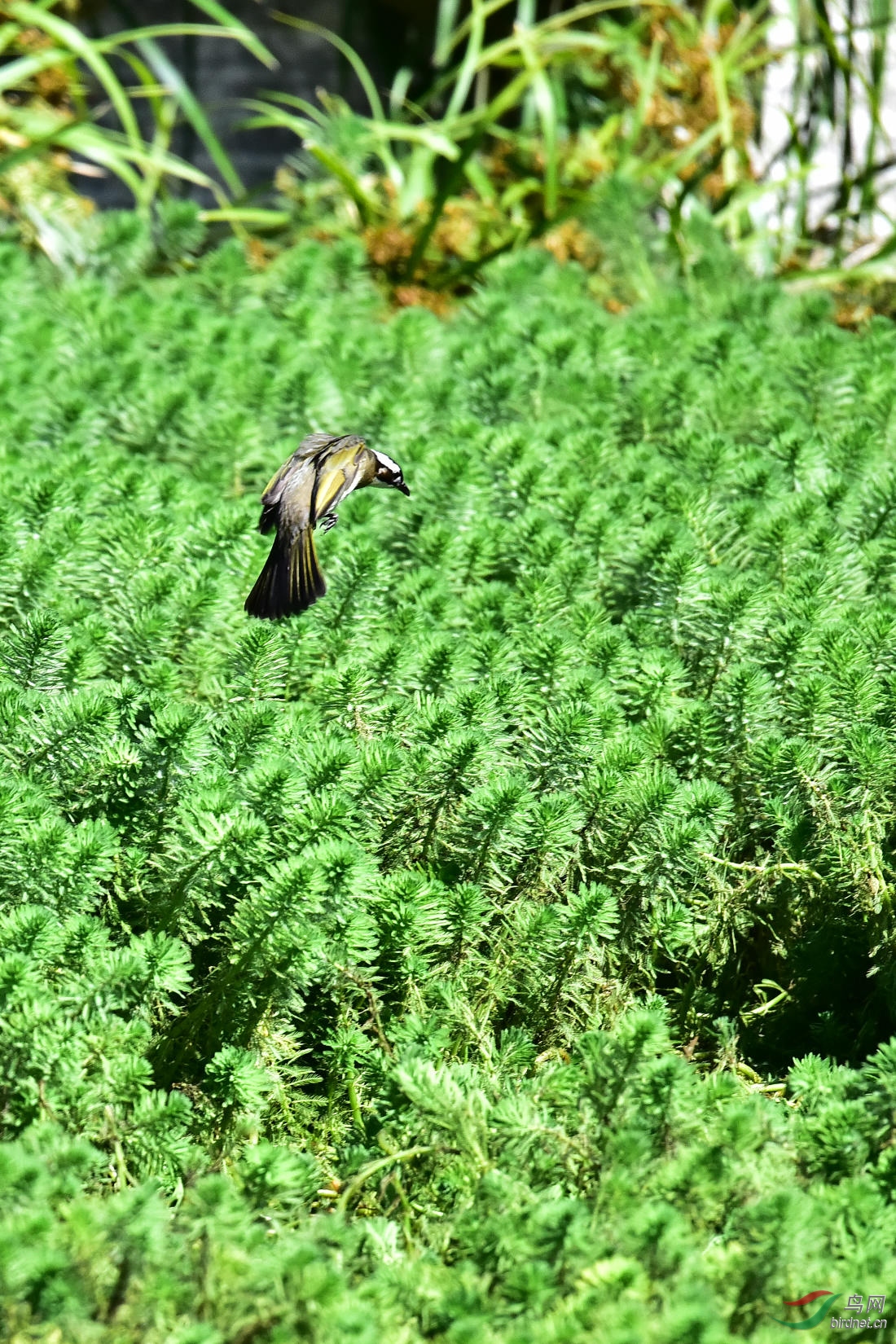 DSC_7594.JPG