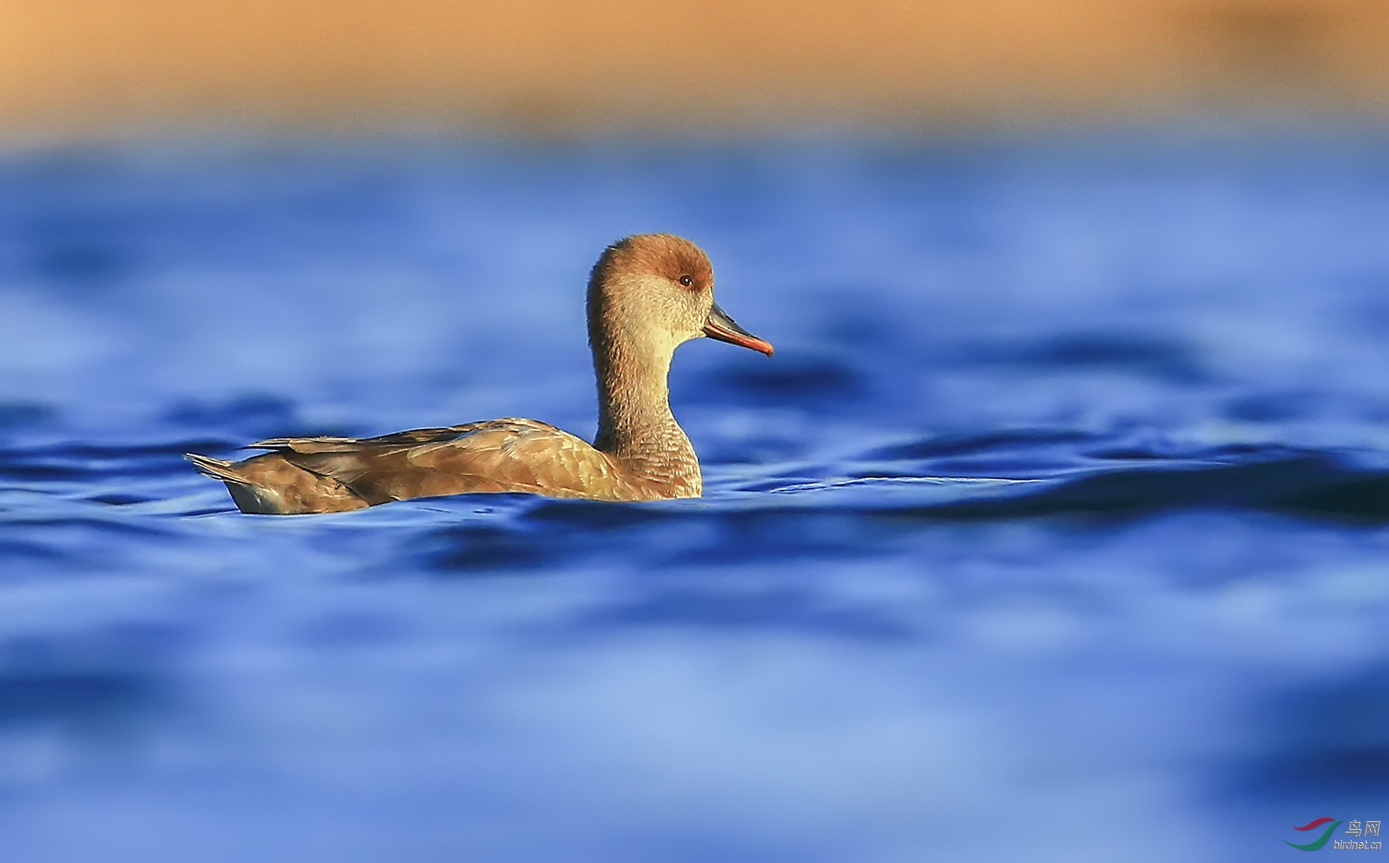 西泸赤箪 (9).jpg