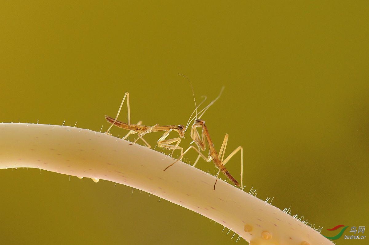 螳螂幼虫原始图片