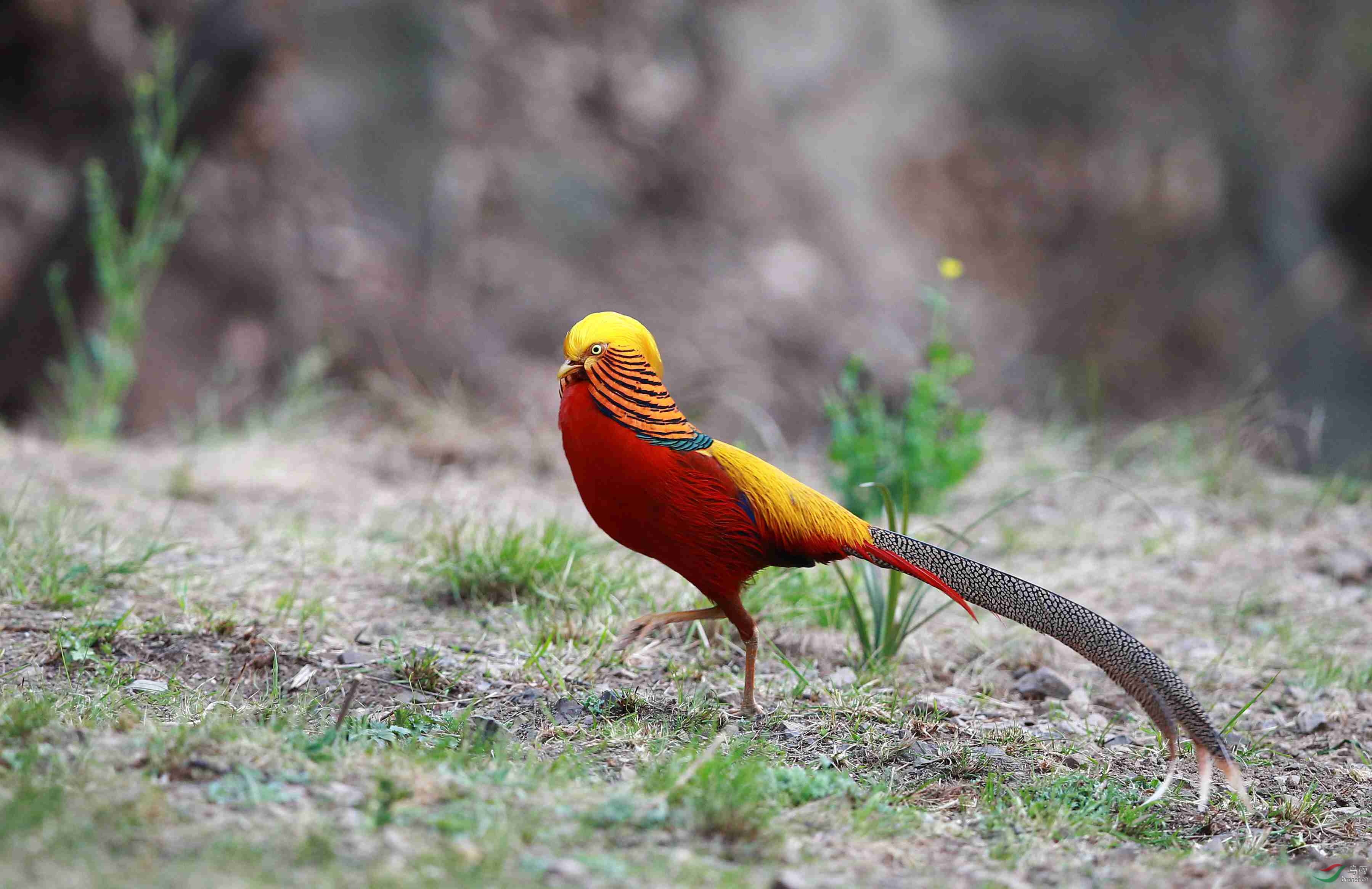 红腹锦鸡