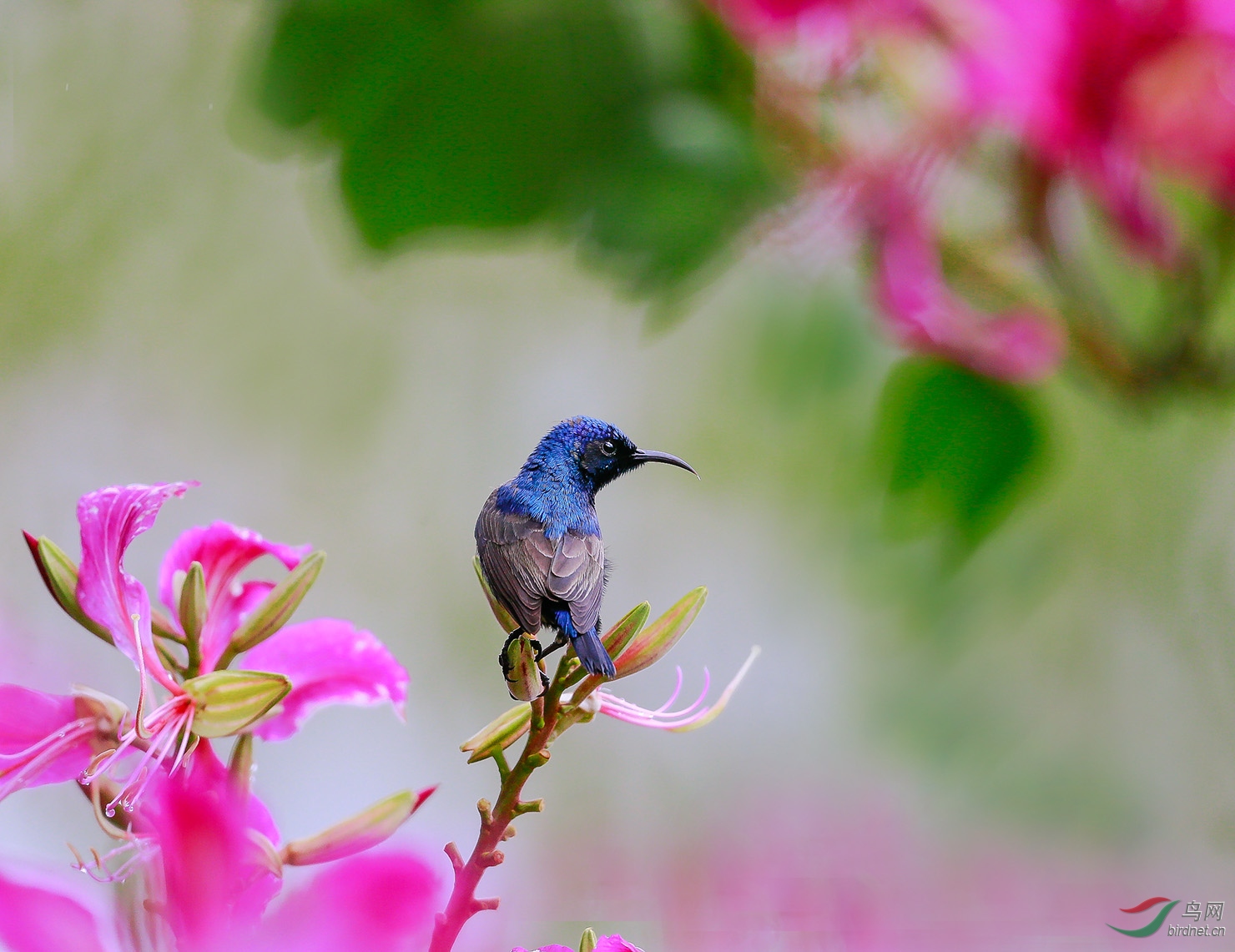 紫胸花蜜鳥.jpg0 - 副本.jpg