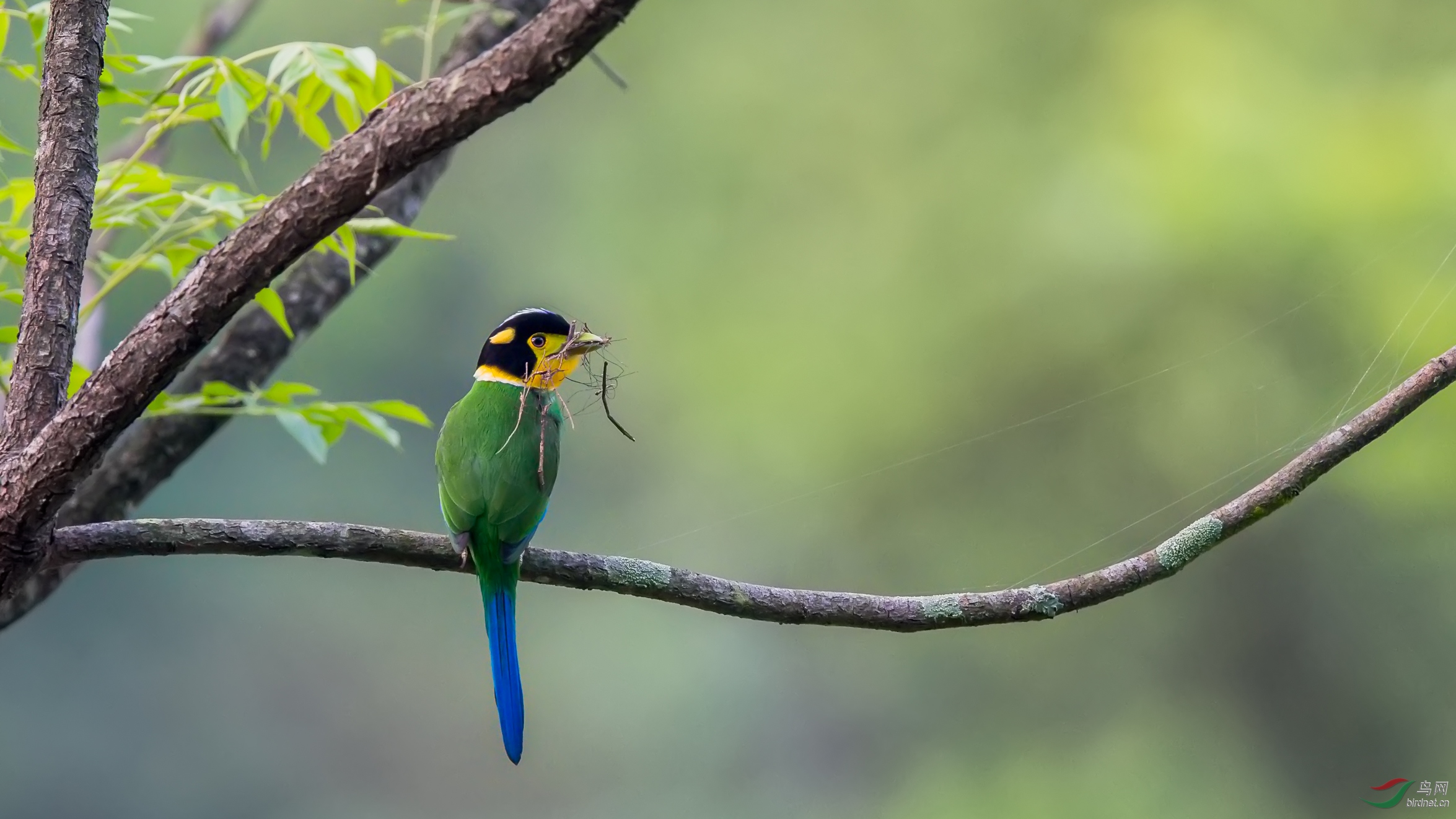 长尾阔嘴鸟筑巢忙