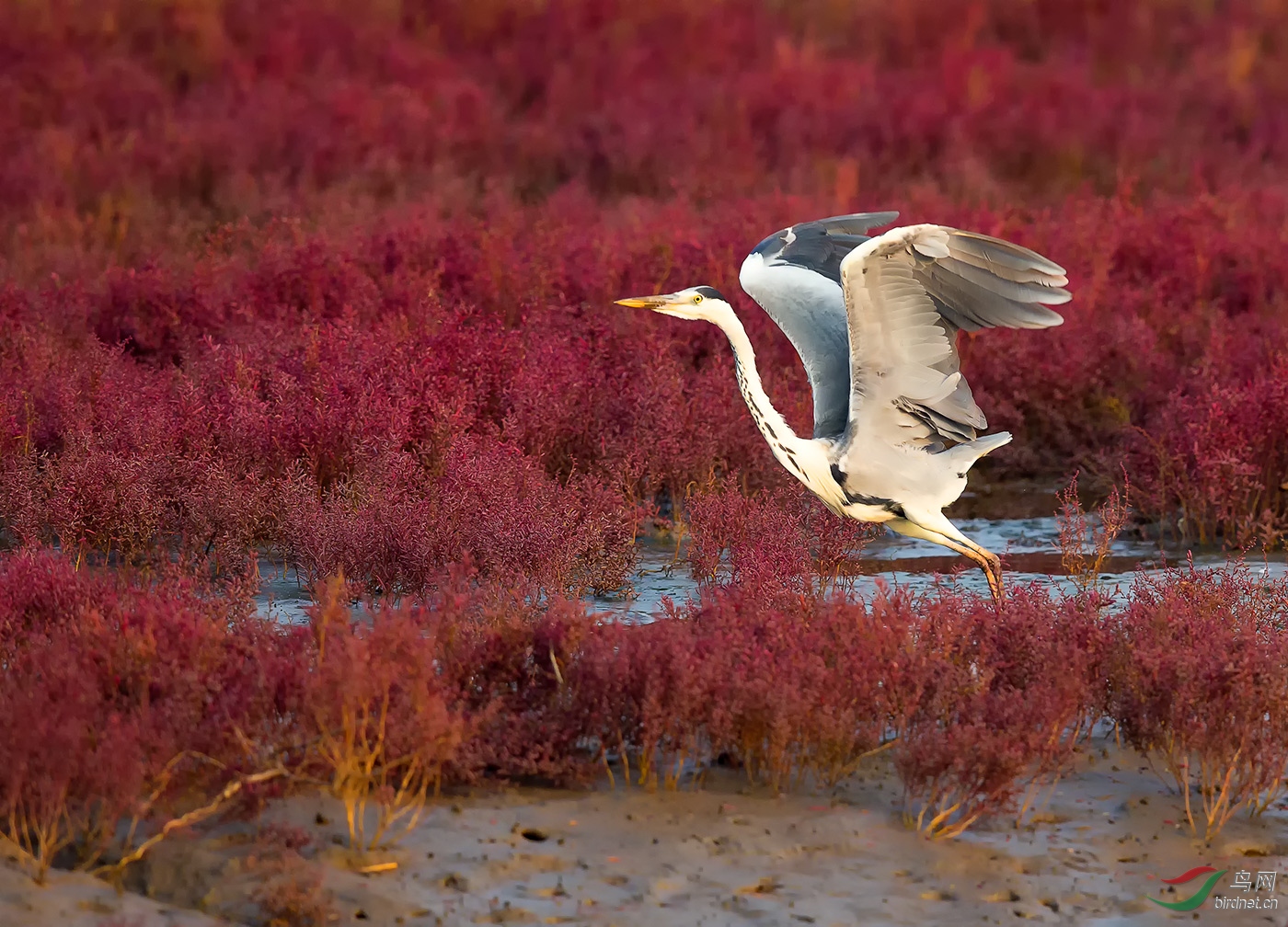 苍鹭飞翔在红海滩问好鸟友