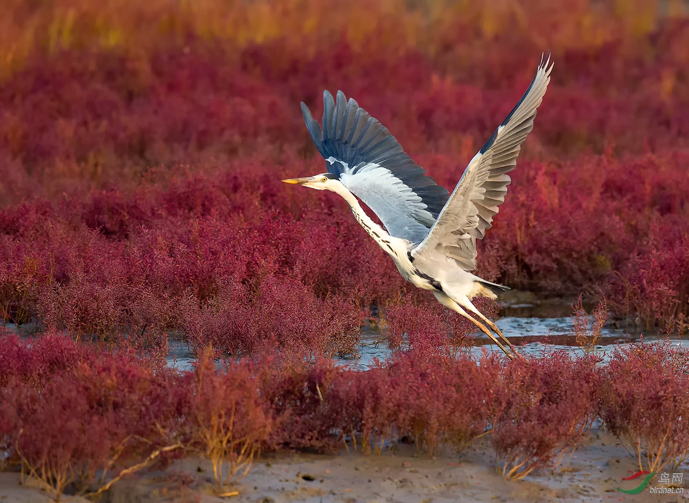 苍鹭飞翔在红海滩问好鸟友