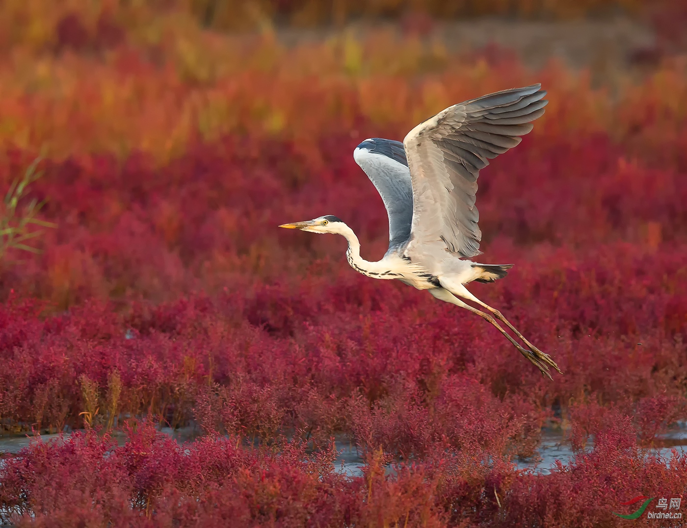 苍鹭飞翔在红海滩 —— 问好鸟友 !