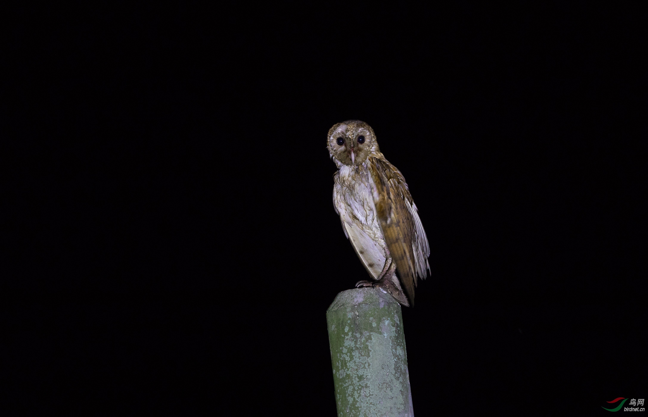 马来西亚鸟摄记录分享_苍 