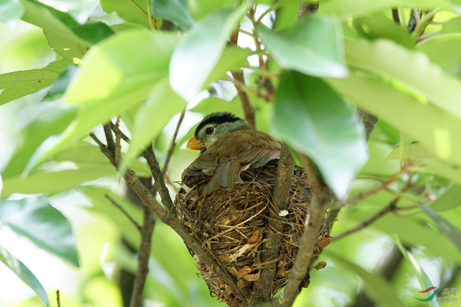 母亲的羽毛大氅灰头鸦雀
