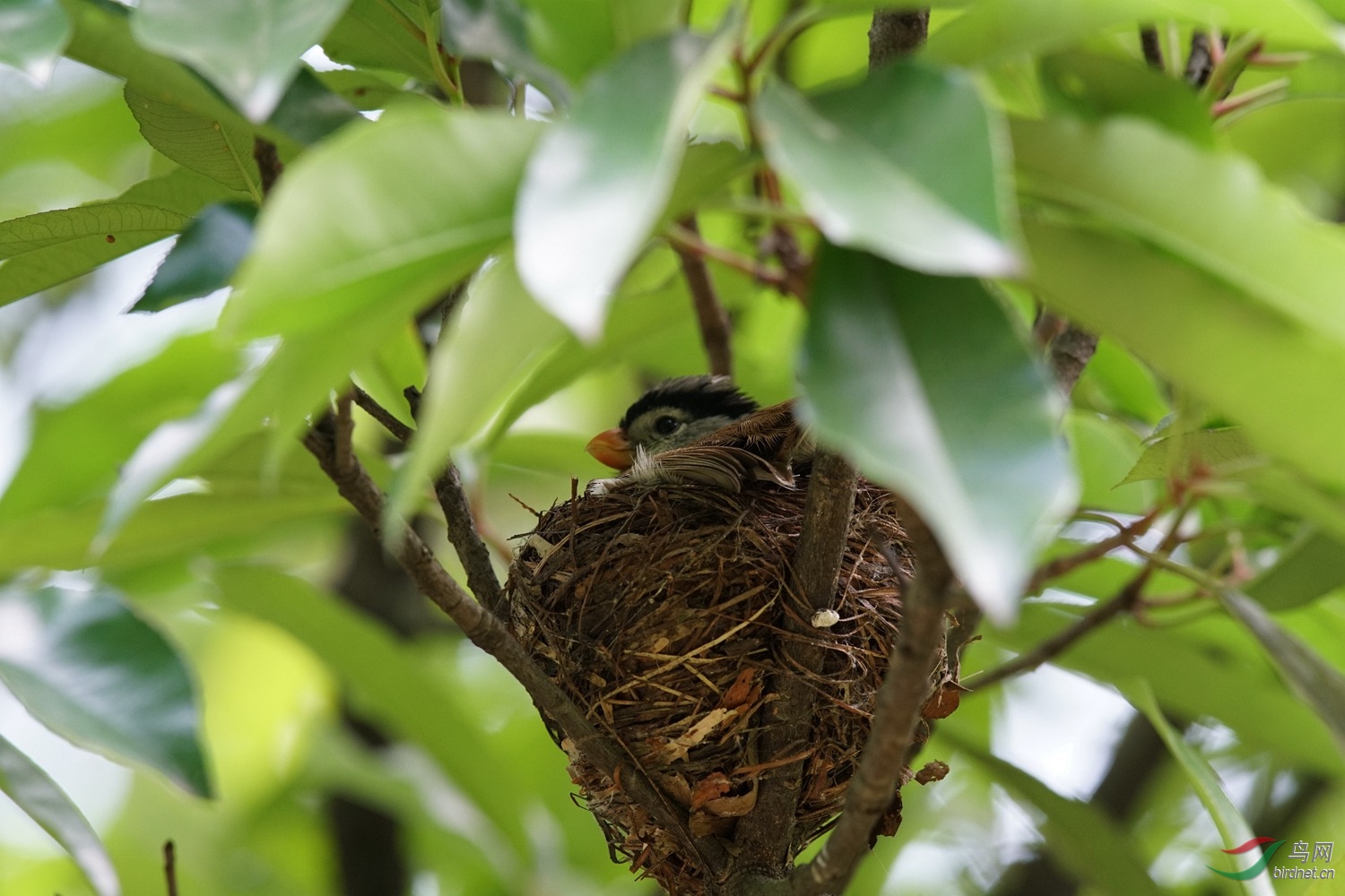 母亲的羽毛大氅灰头鸦雀
