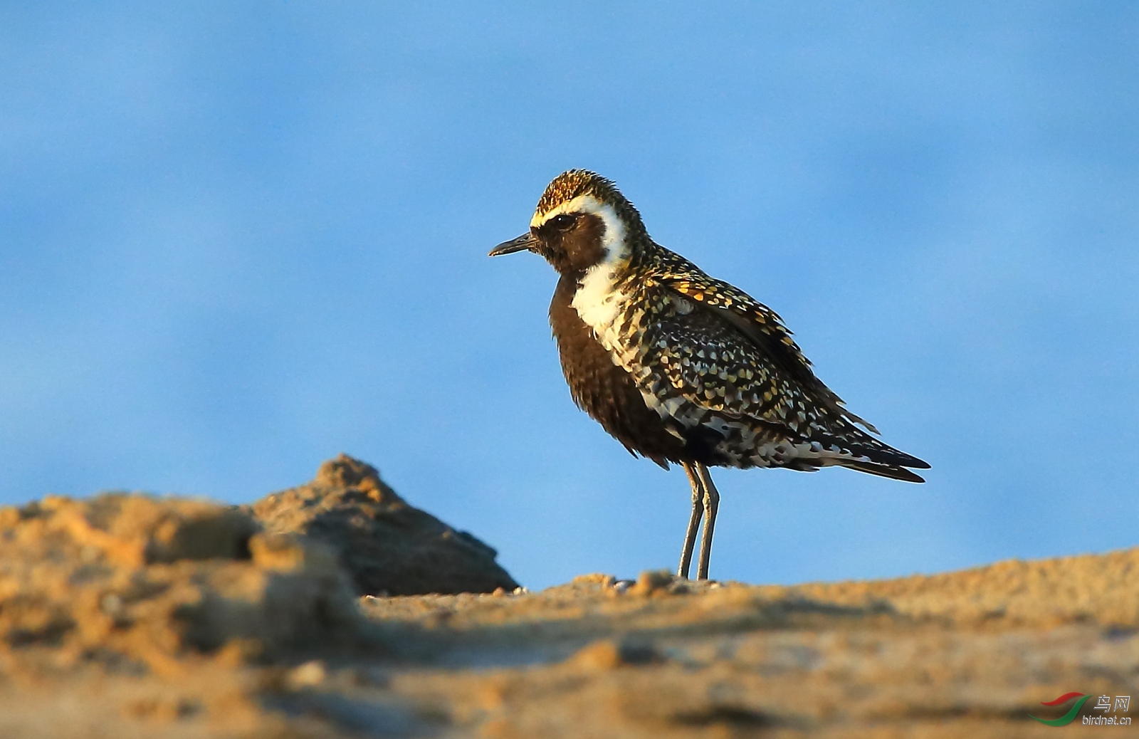 恭贺个人新鸟种——金斑鸻