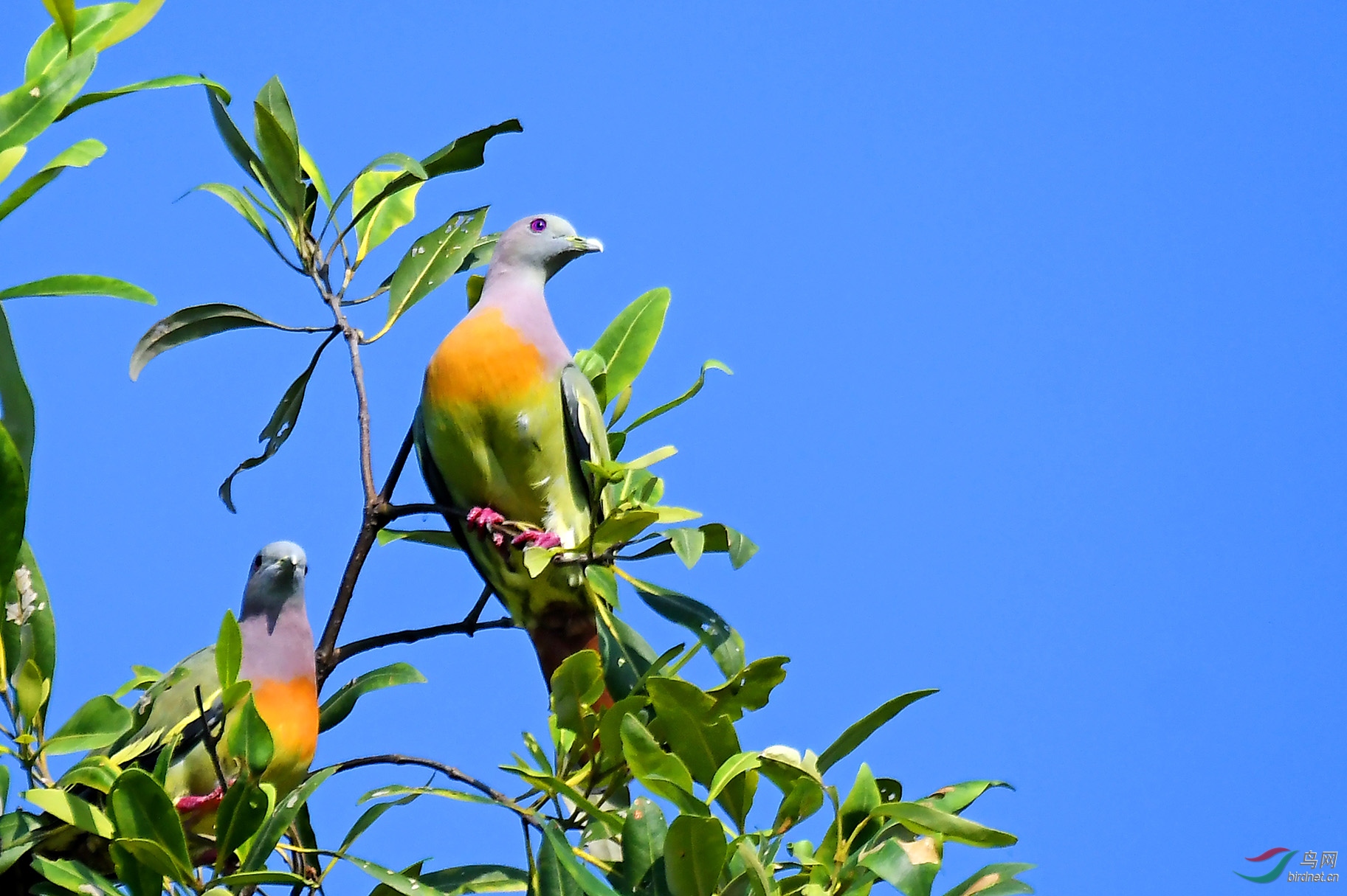 远望(红颈绿鸠)