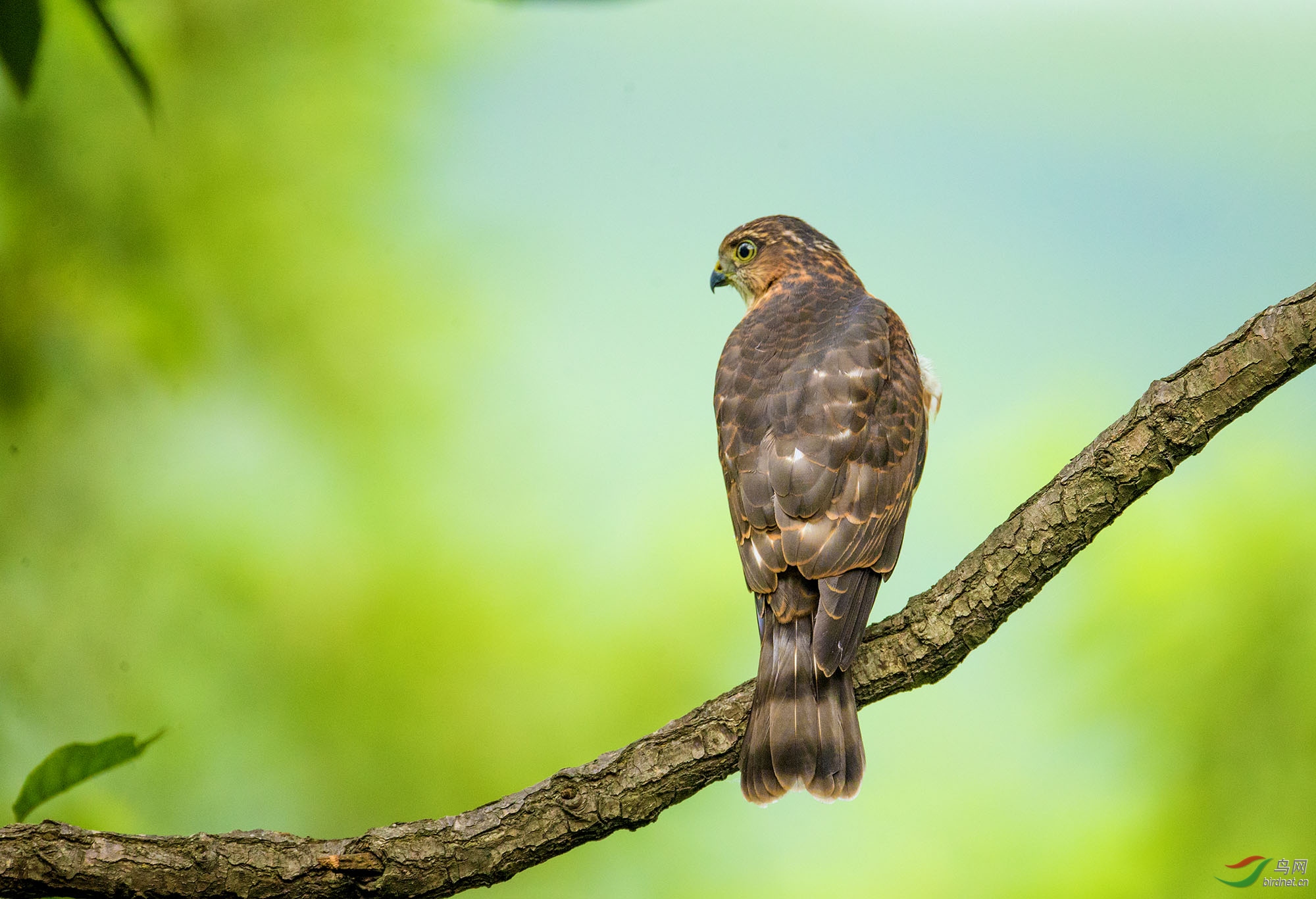 支持辽宁版松雀鹰