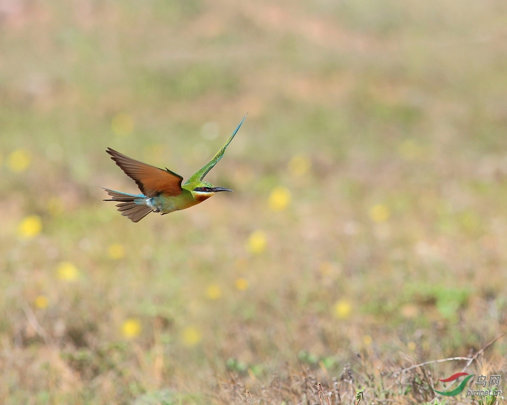 飞虎- 海南版 hainan 鸟网