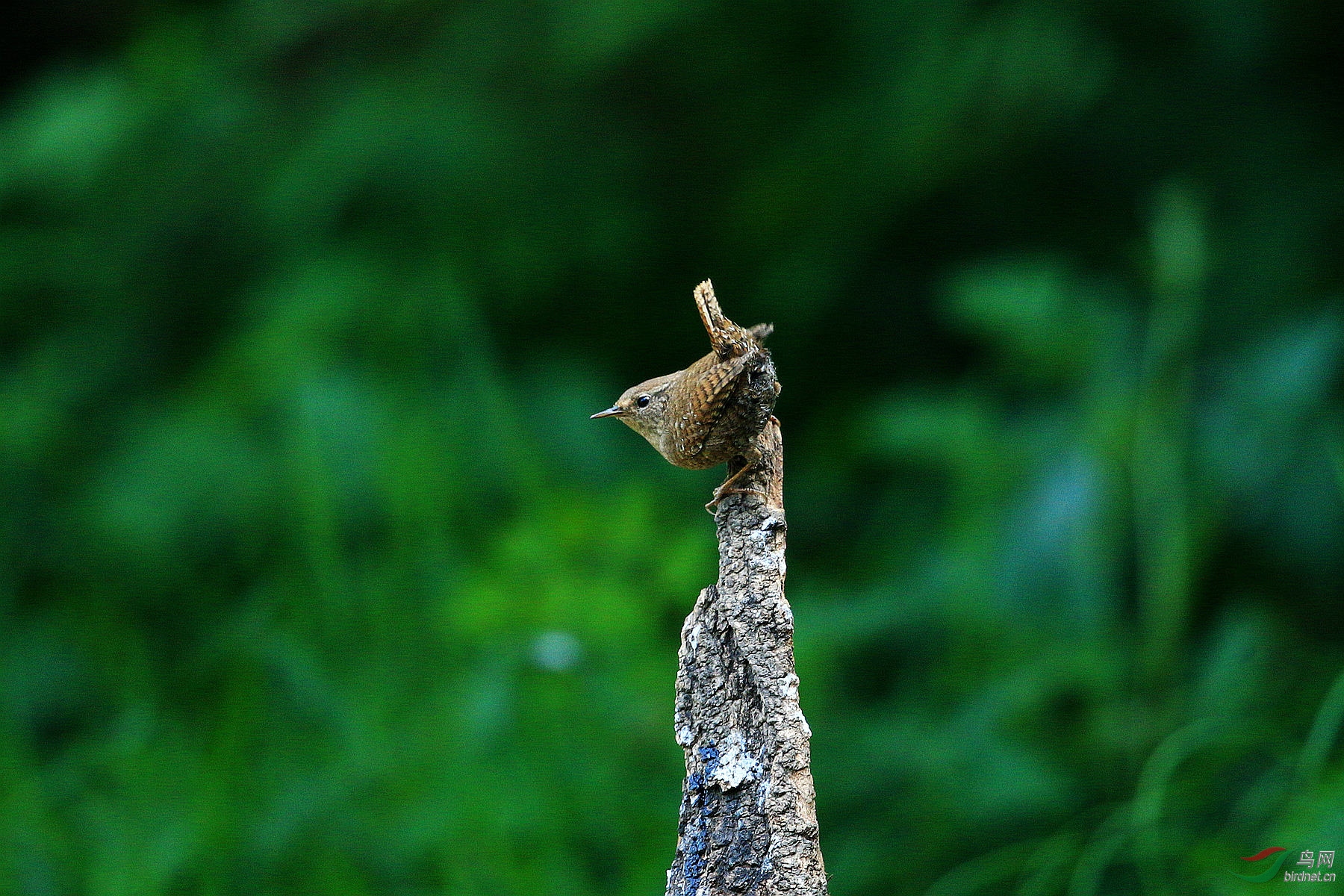 翘着尾巴的小鹪鹩
