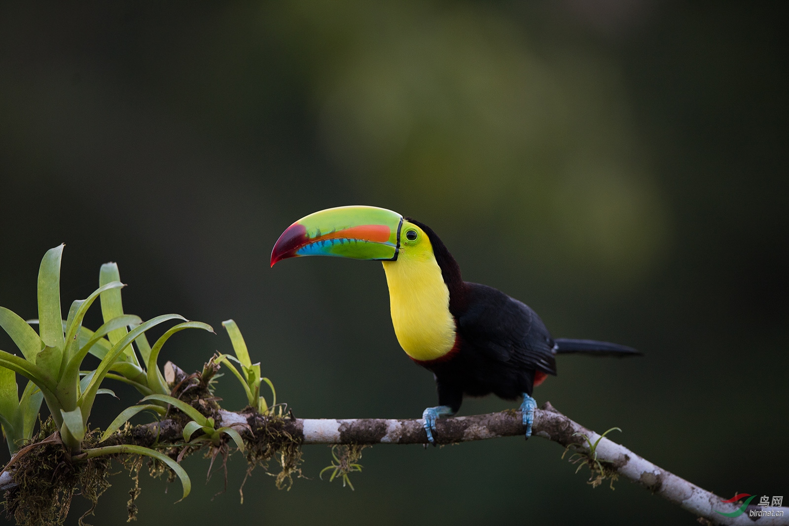 厚嘴巨嘴鸟彩虹巨嘴鸟贺获鸟类精华