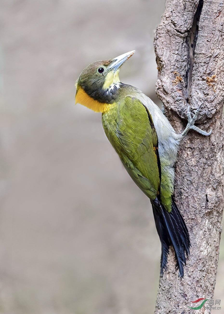 大黄冠啄木鸟