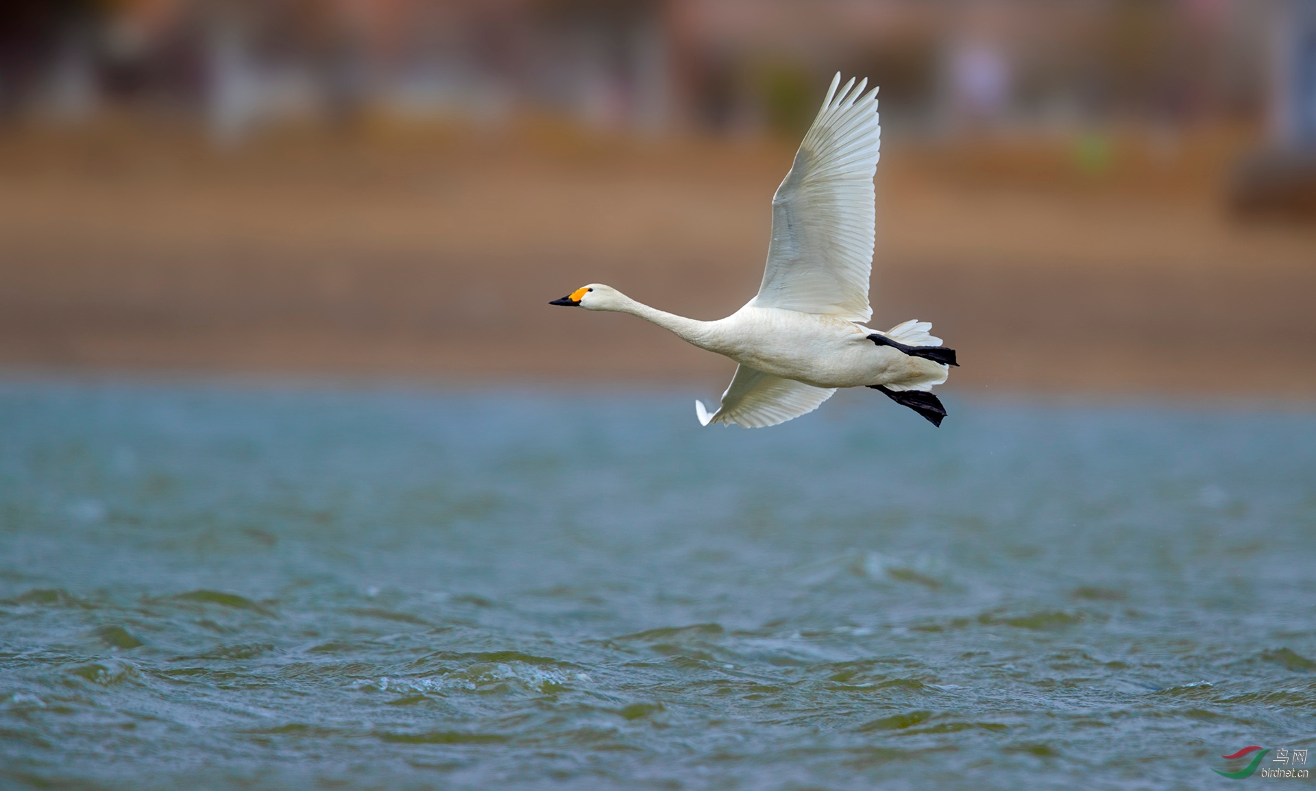 迎风降落-大天鹅