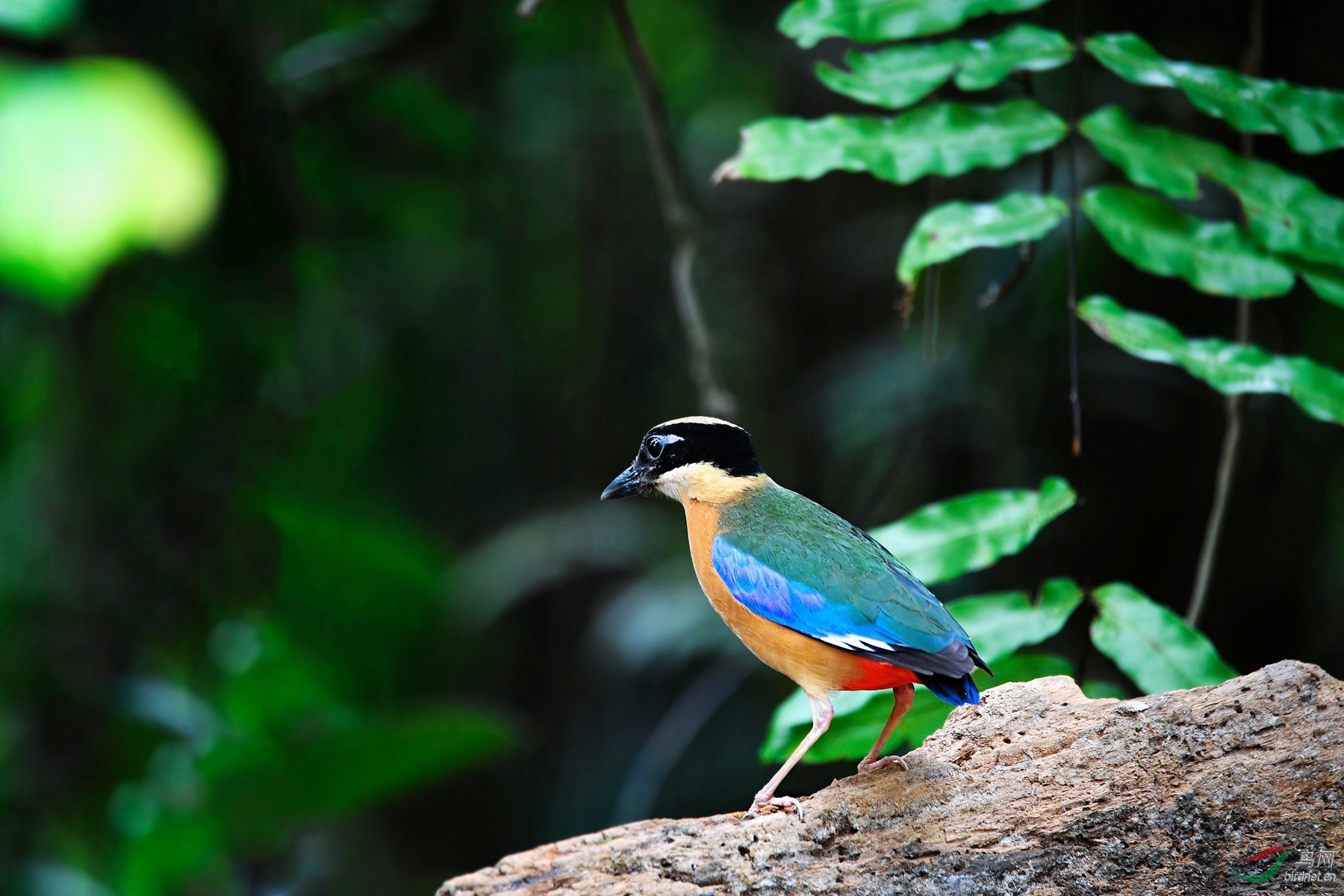 马来八色鸫【期待】