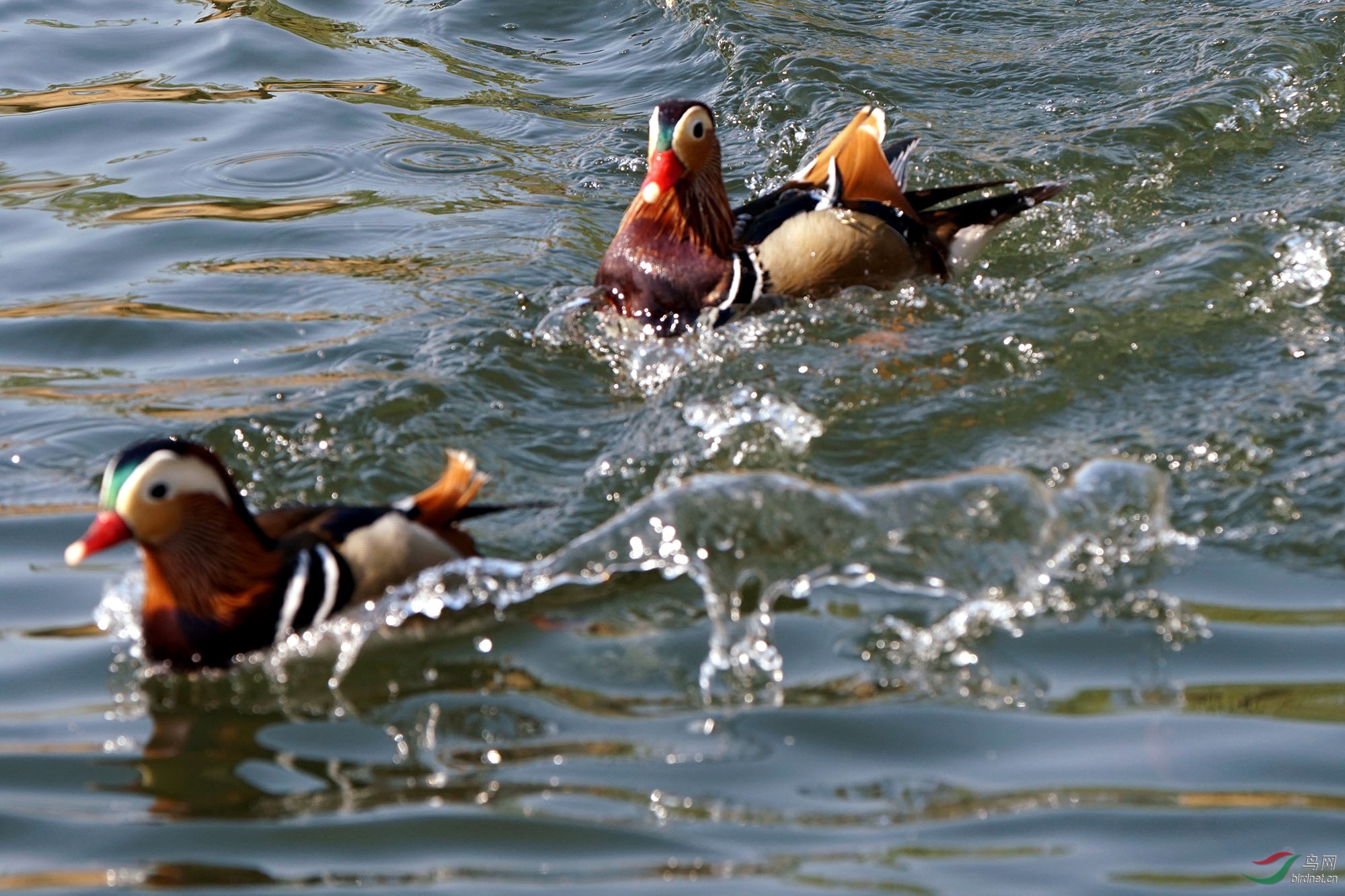 驱逐第三者——鸳鸯的生动表现