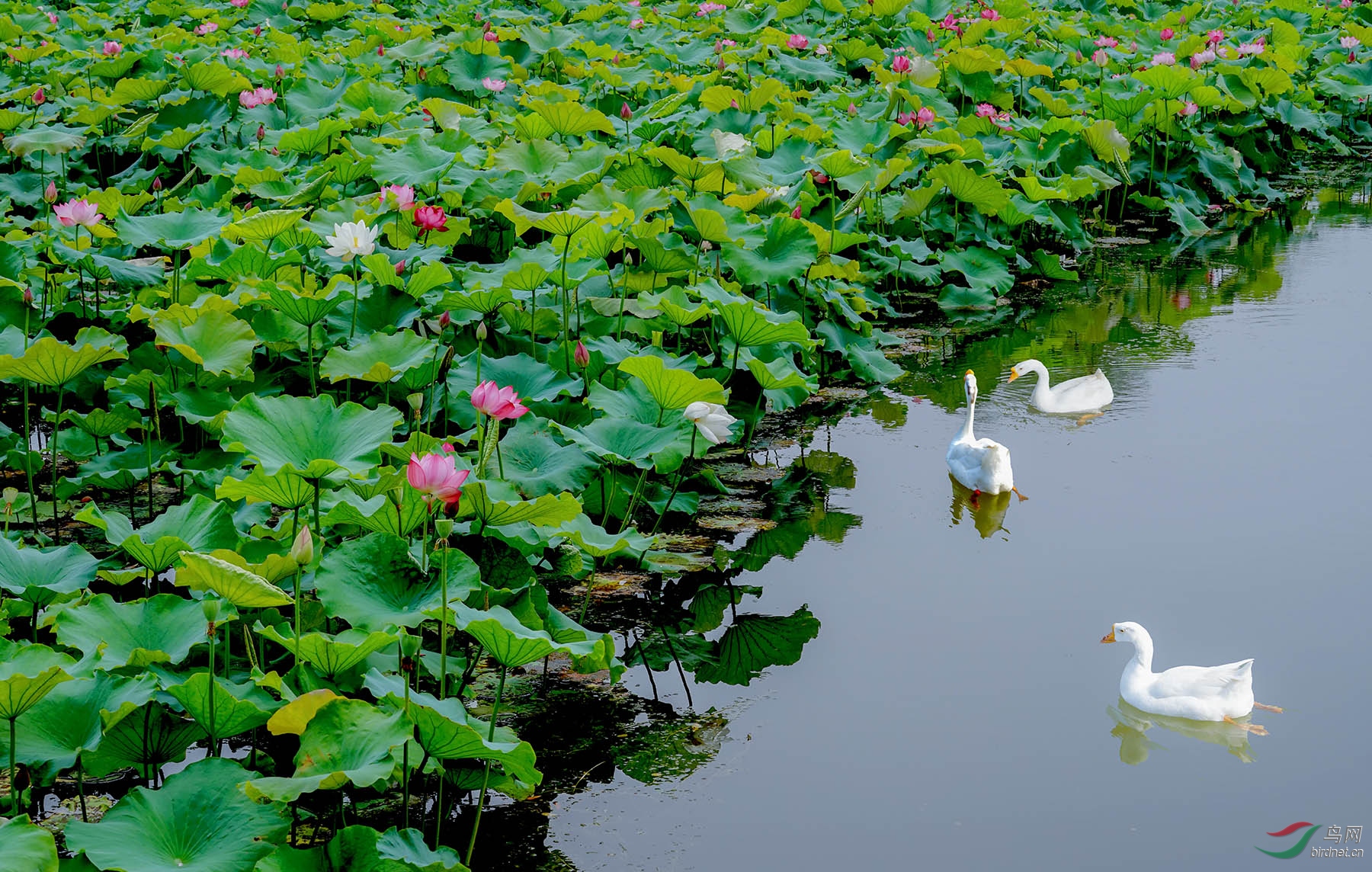 江南百景图荷花池塘图片