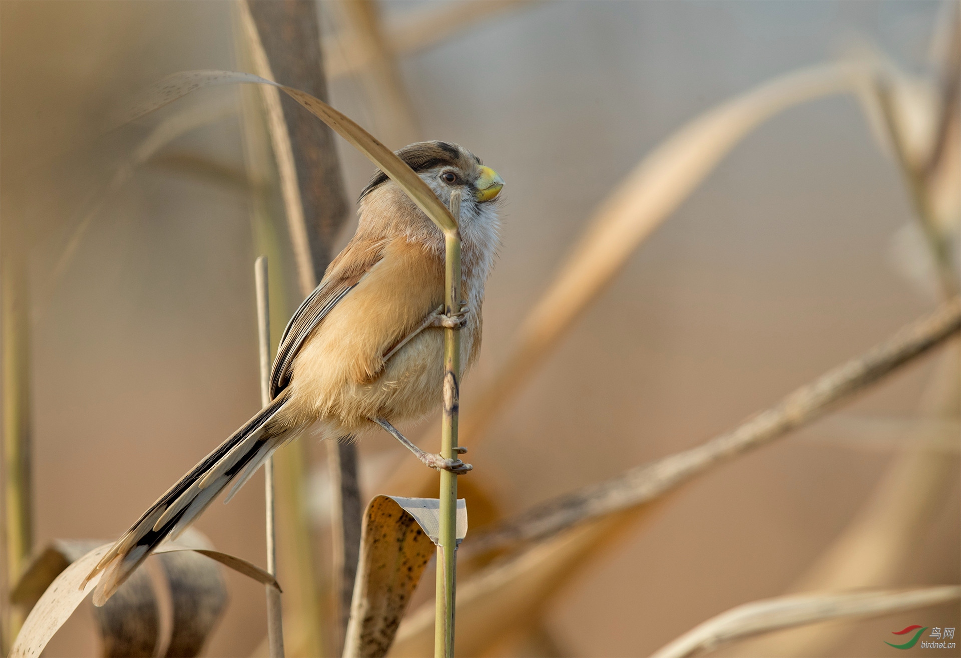家门口拍震旦鸦雀