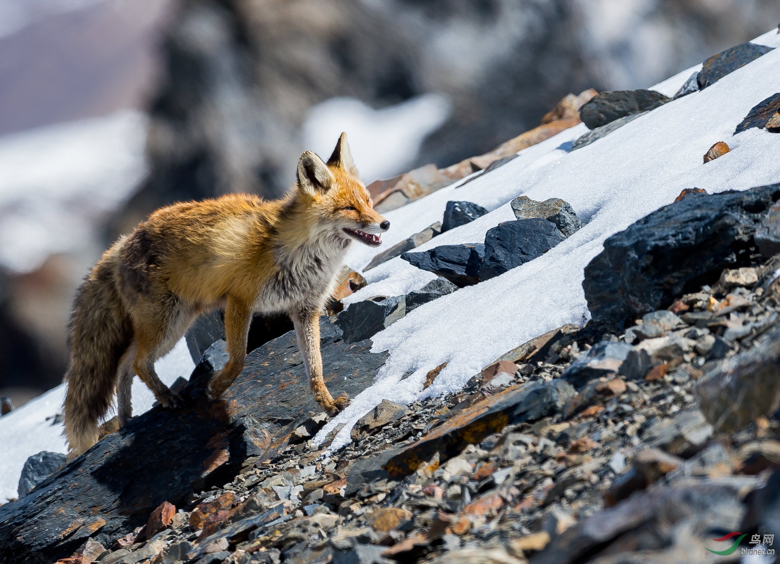 西藏比如近距离巧遇"狐狸"一组