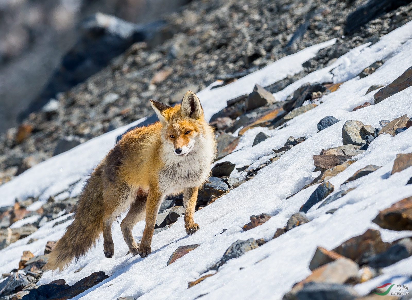 西藏比如近距离巧遇"狐狸"一组