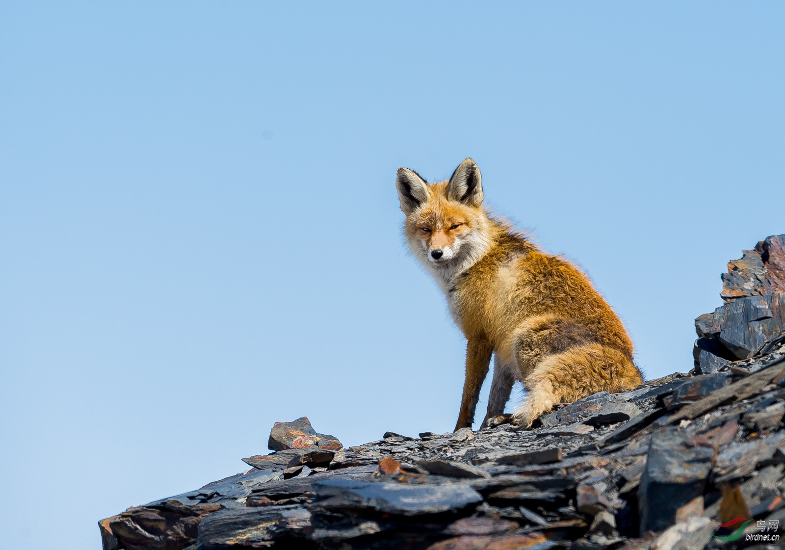 西藏比如近距离巧遇"狐狸"一组
