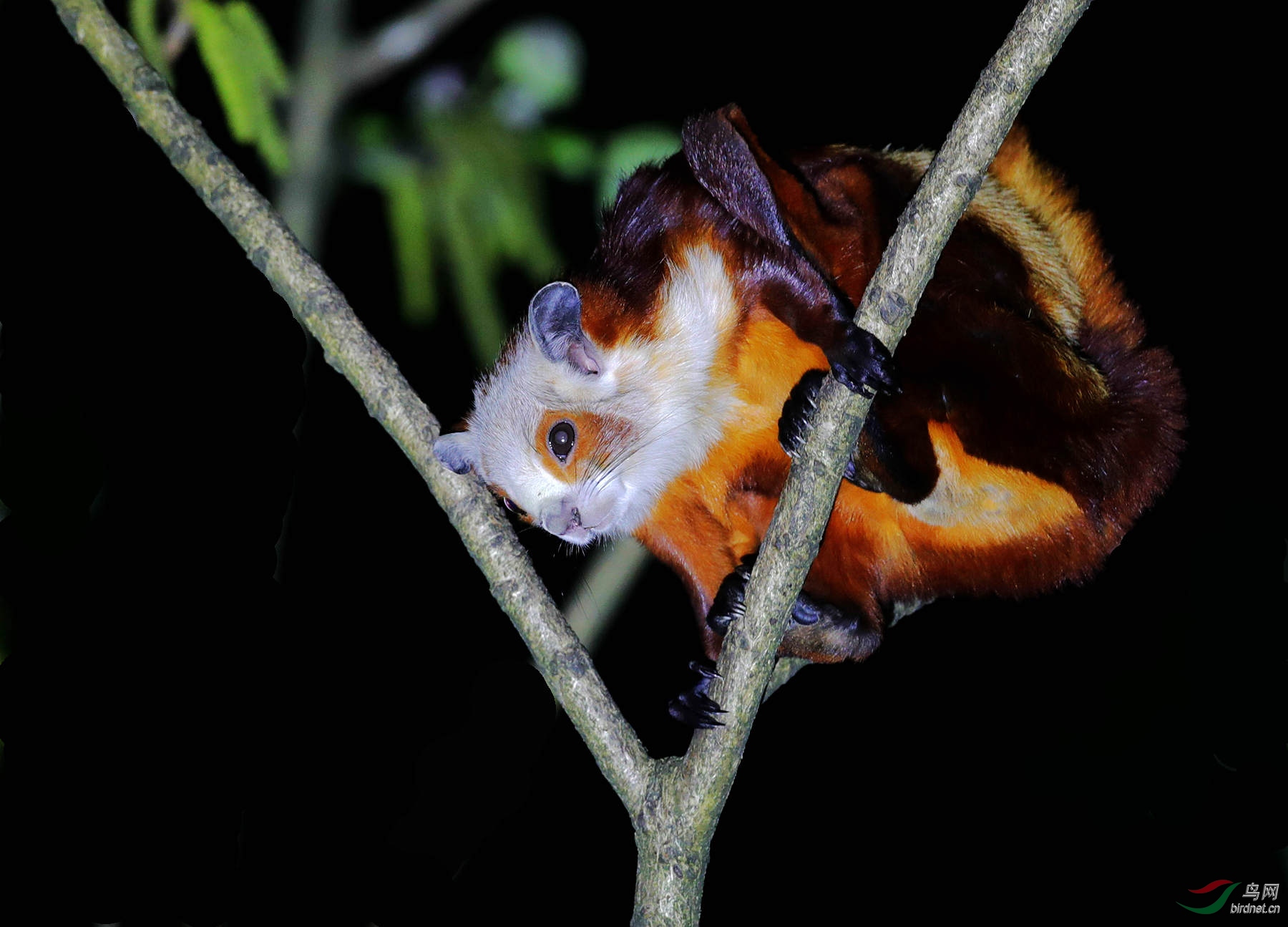 多姿多态的夜行红白鼯鼠