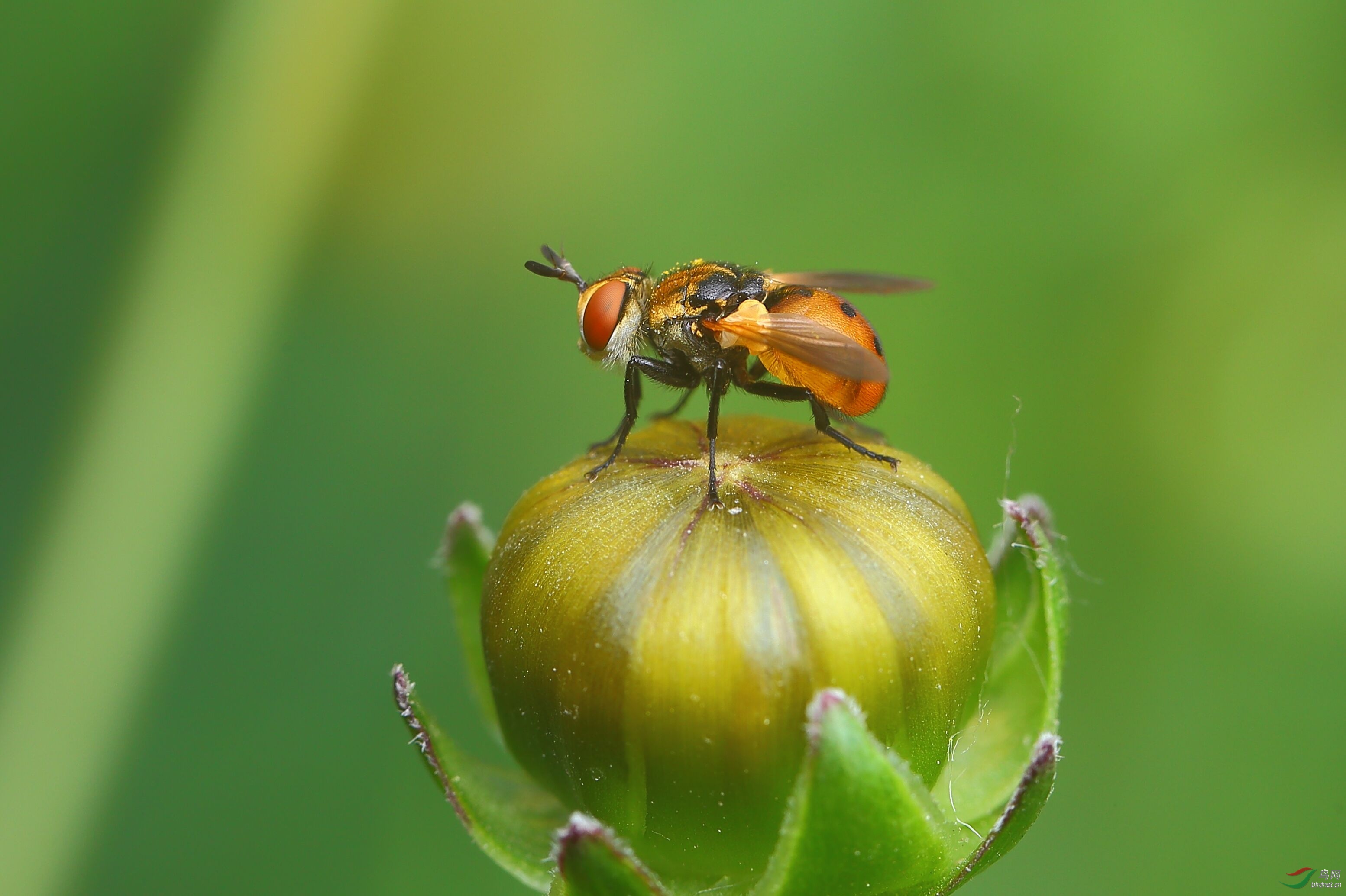 [动物] 寄蝇----恭贺荣获首页精华!