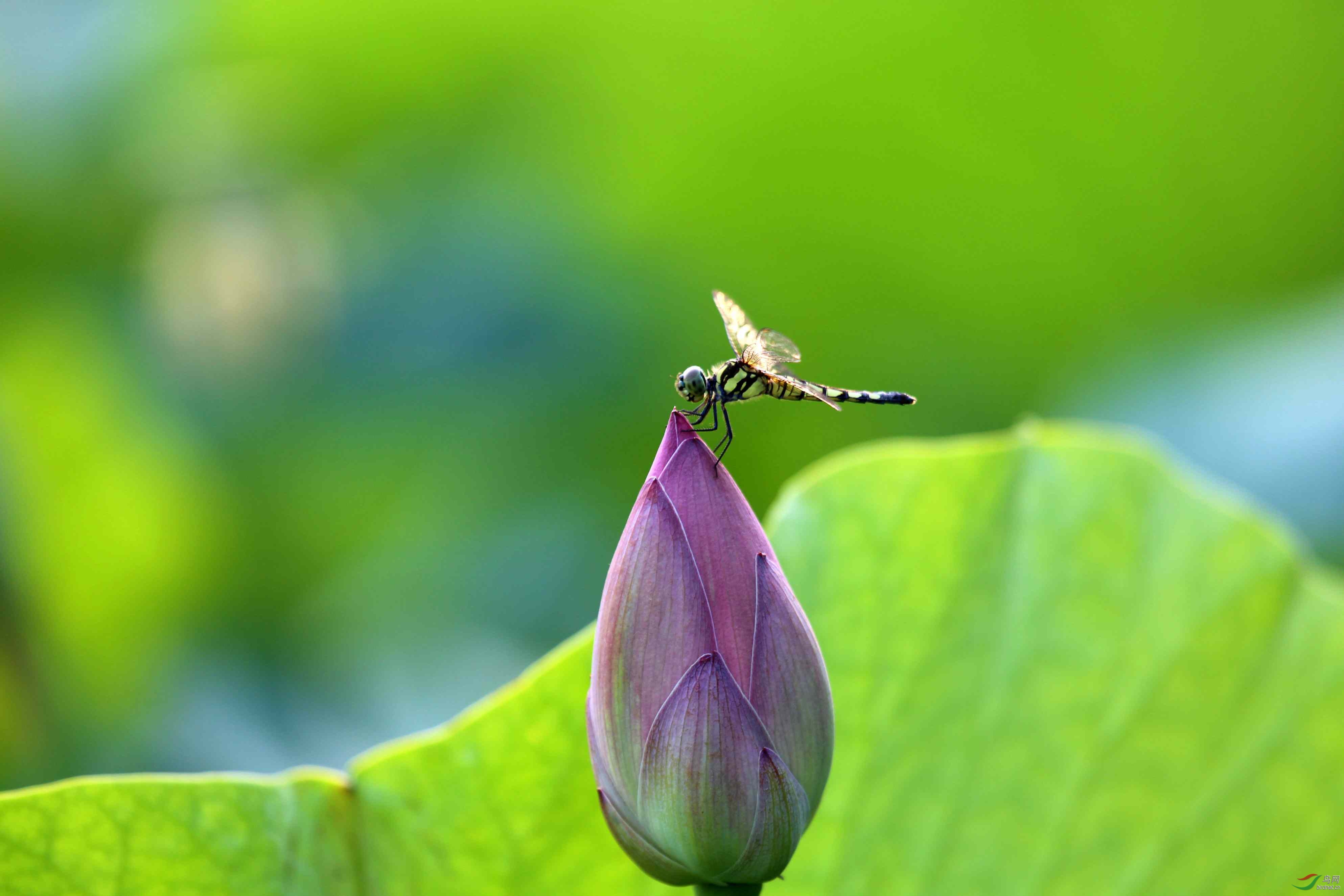 荷花蜻蜓