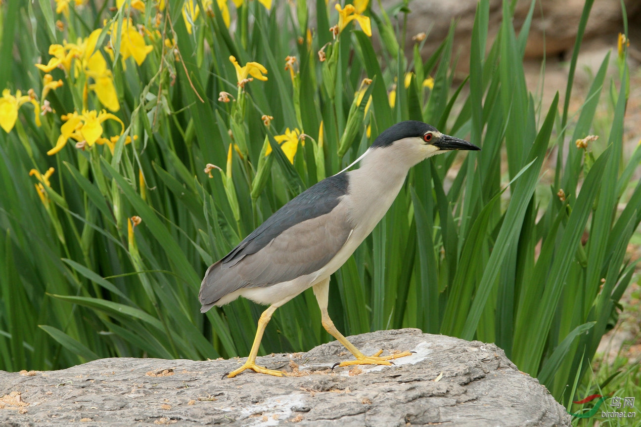 旺兴湖又拍鵺鹭吃红鱼
