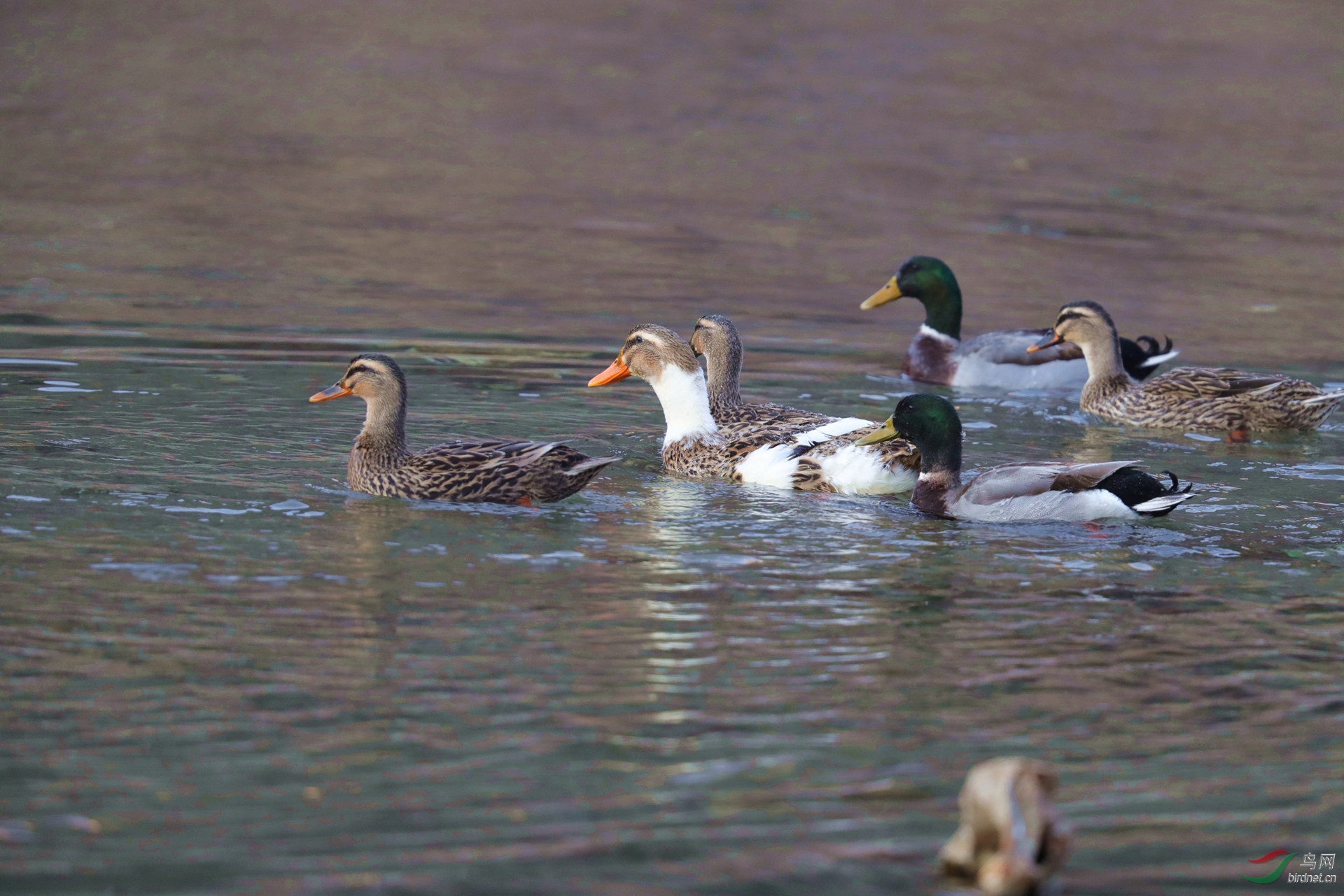 一群鸭子.jpg