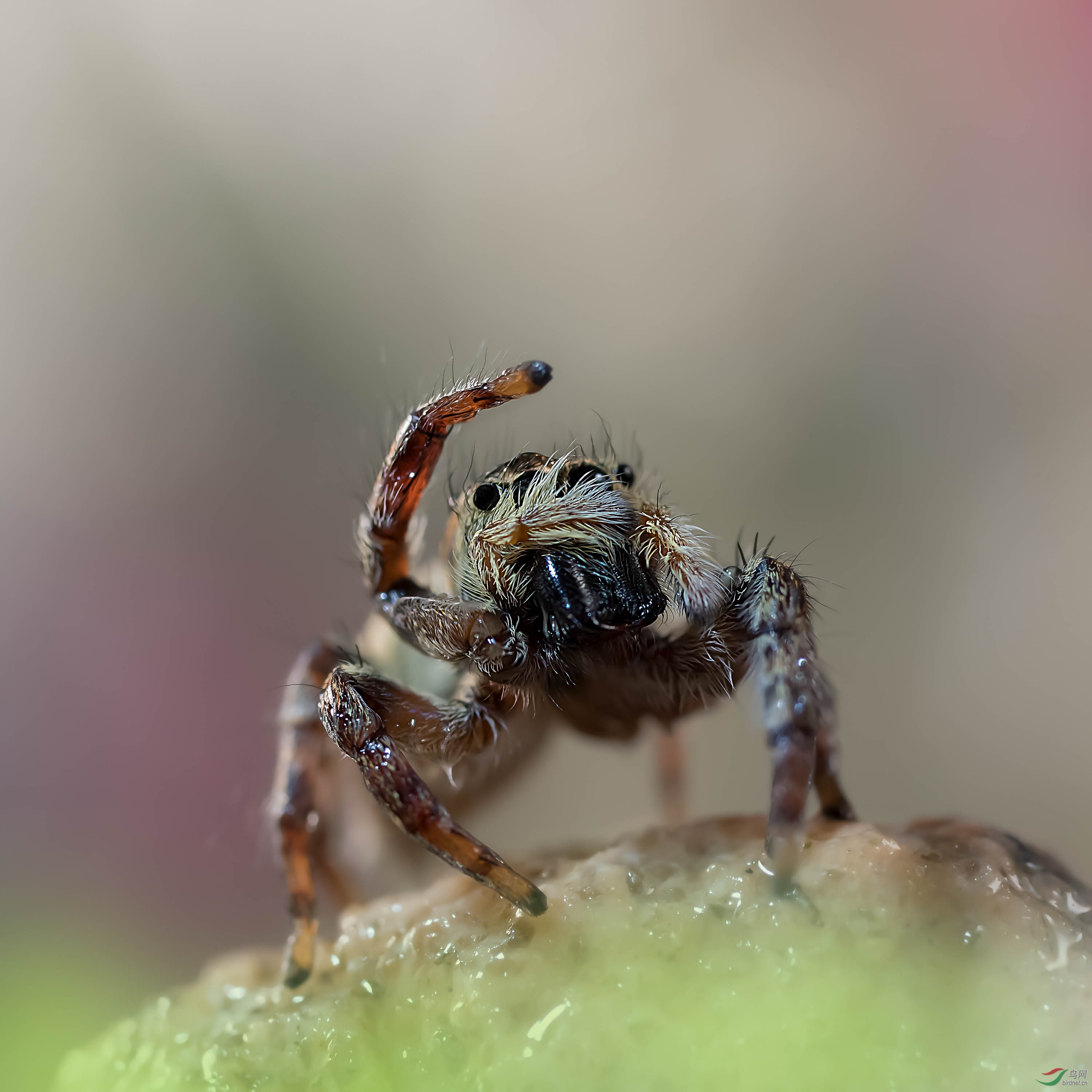 蛛蛛-你好,敬礼