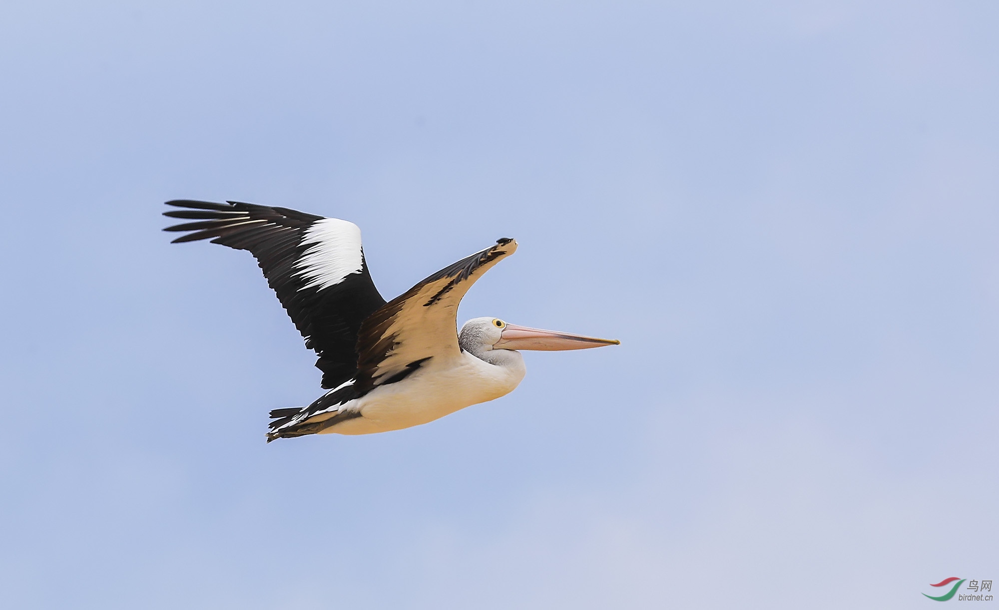 飞(澳洲鹈鹕) (1).jpg