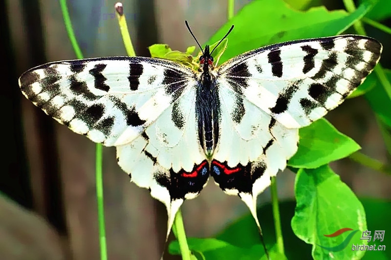 保护蝴蝶让大自然花灿蝶媚
