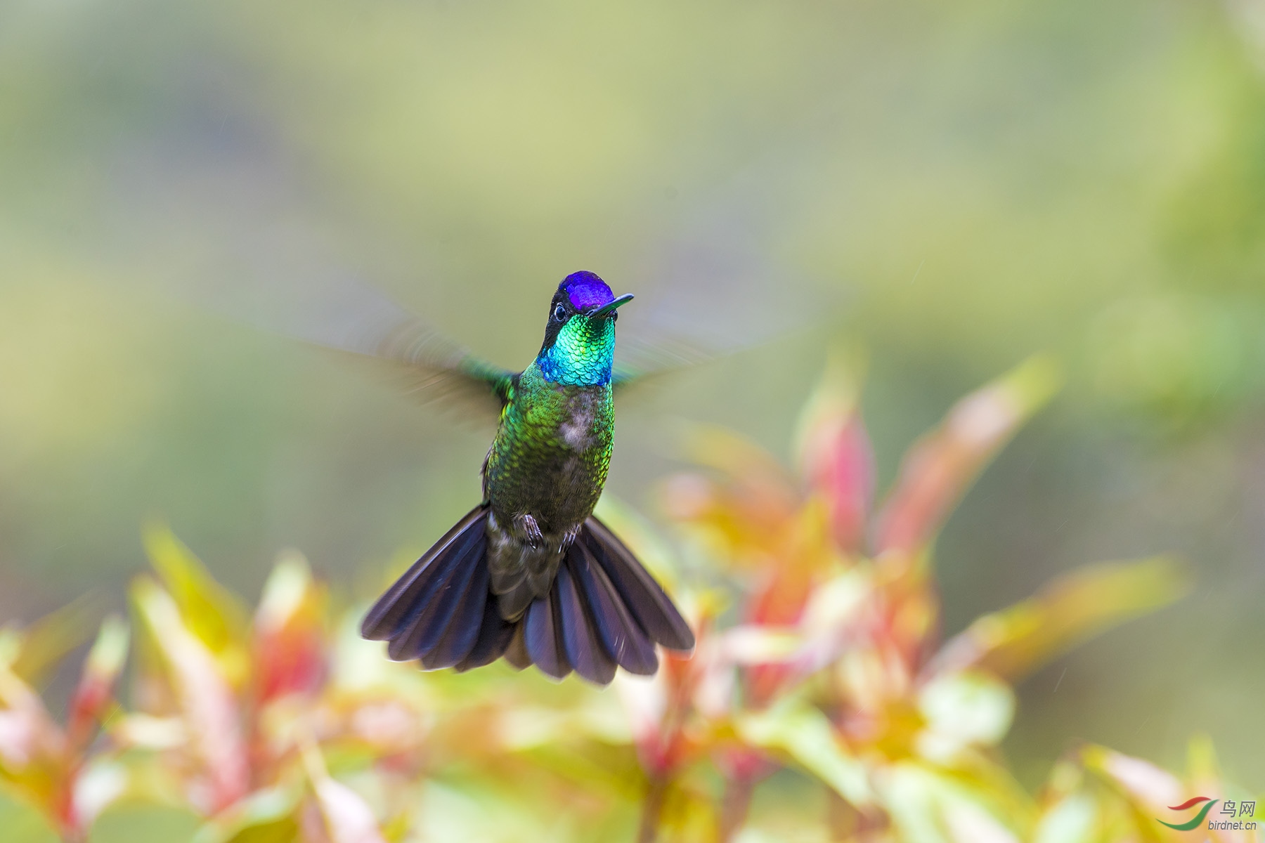 [国外] 蓝顶妍蜂鸟---隐形的翅膀
