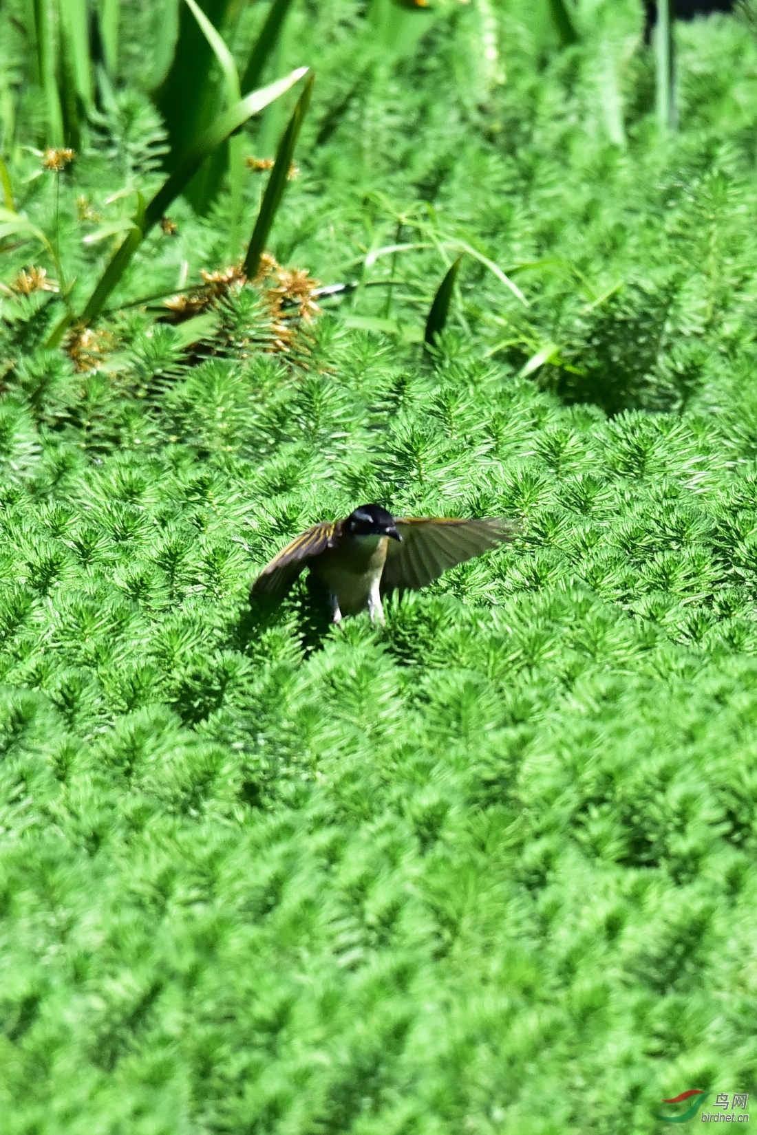 DSC_7433.JPG