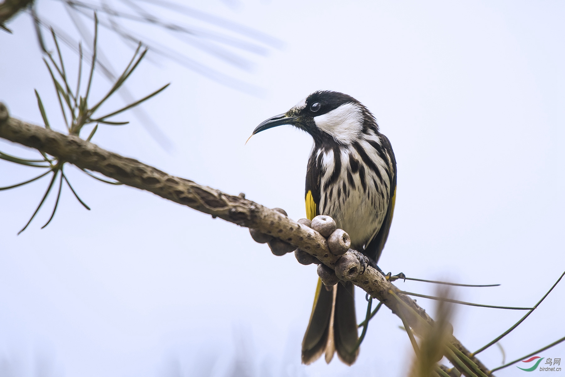 [林鸟] 周末快乐-----白颊澳蜜鸟