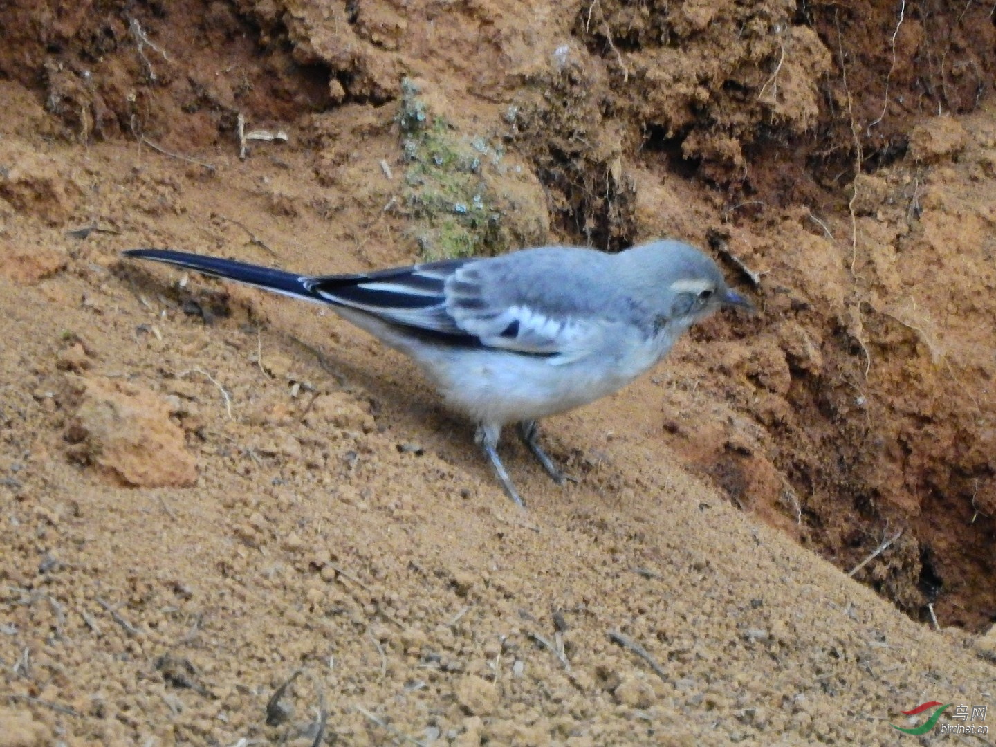 DSCN2584_1.jpg