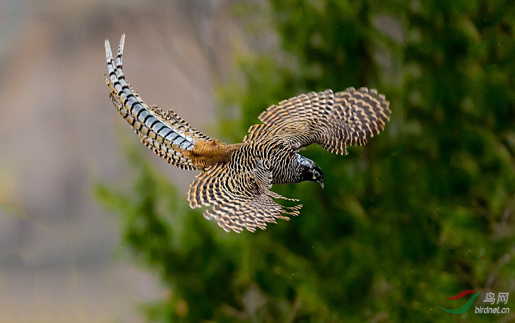 飞翔的白腹锦鸡(亚成)