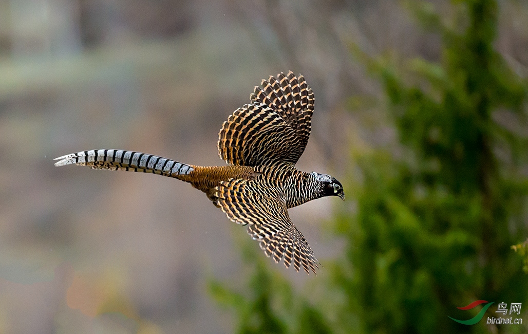 飞翔的白腹锦鸡(亚成)