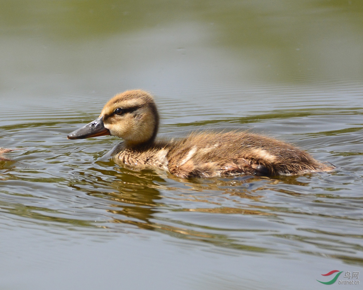 小鸭子
