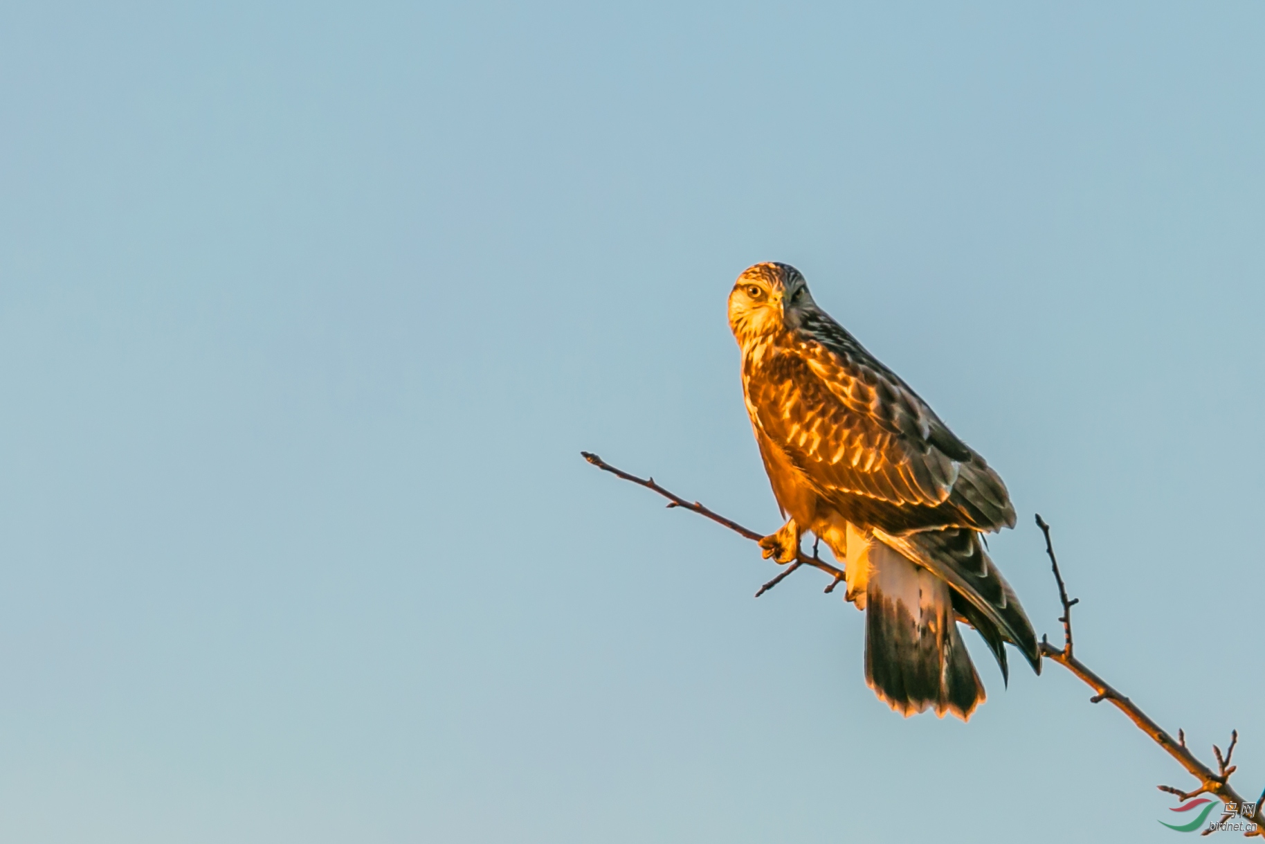 夕阳中的毛腿鵟