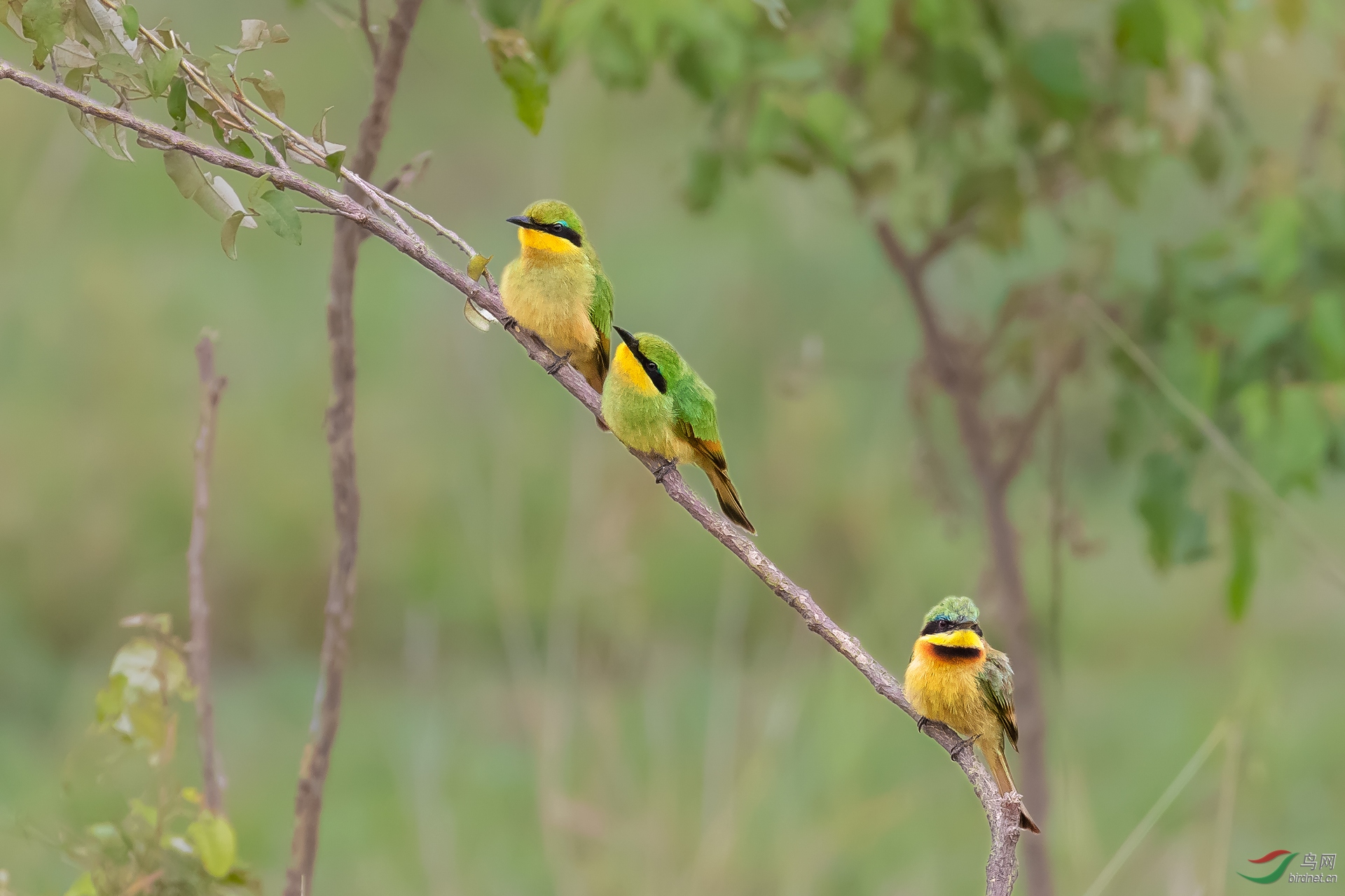 三只索马里小蜂虎