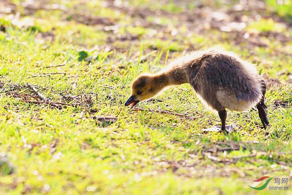 加拿大雁【毛绒绒的小雁】