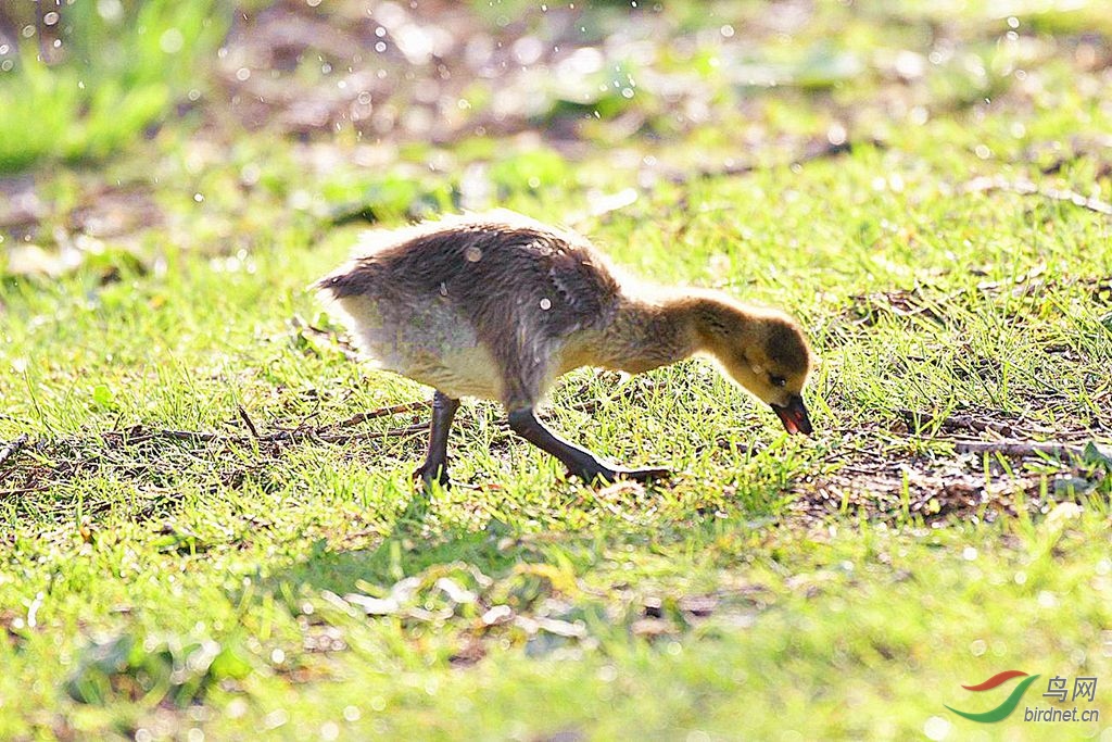 加拿大雁【毛绒绒的小雁】