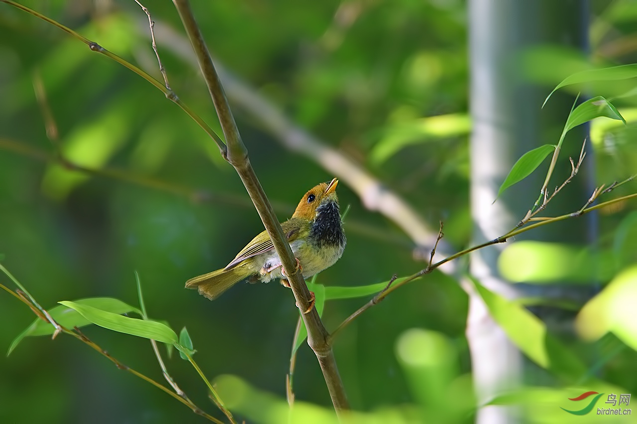 竹林小鸟