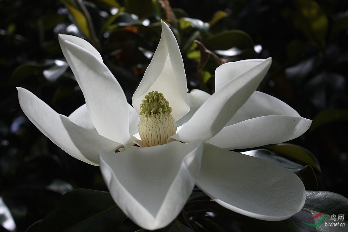 开在树上的白莲花木莲
